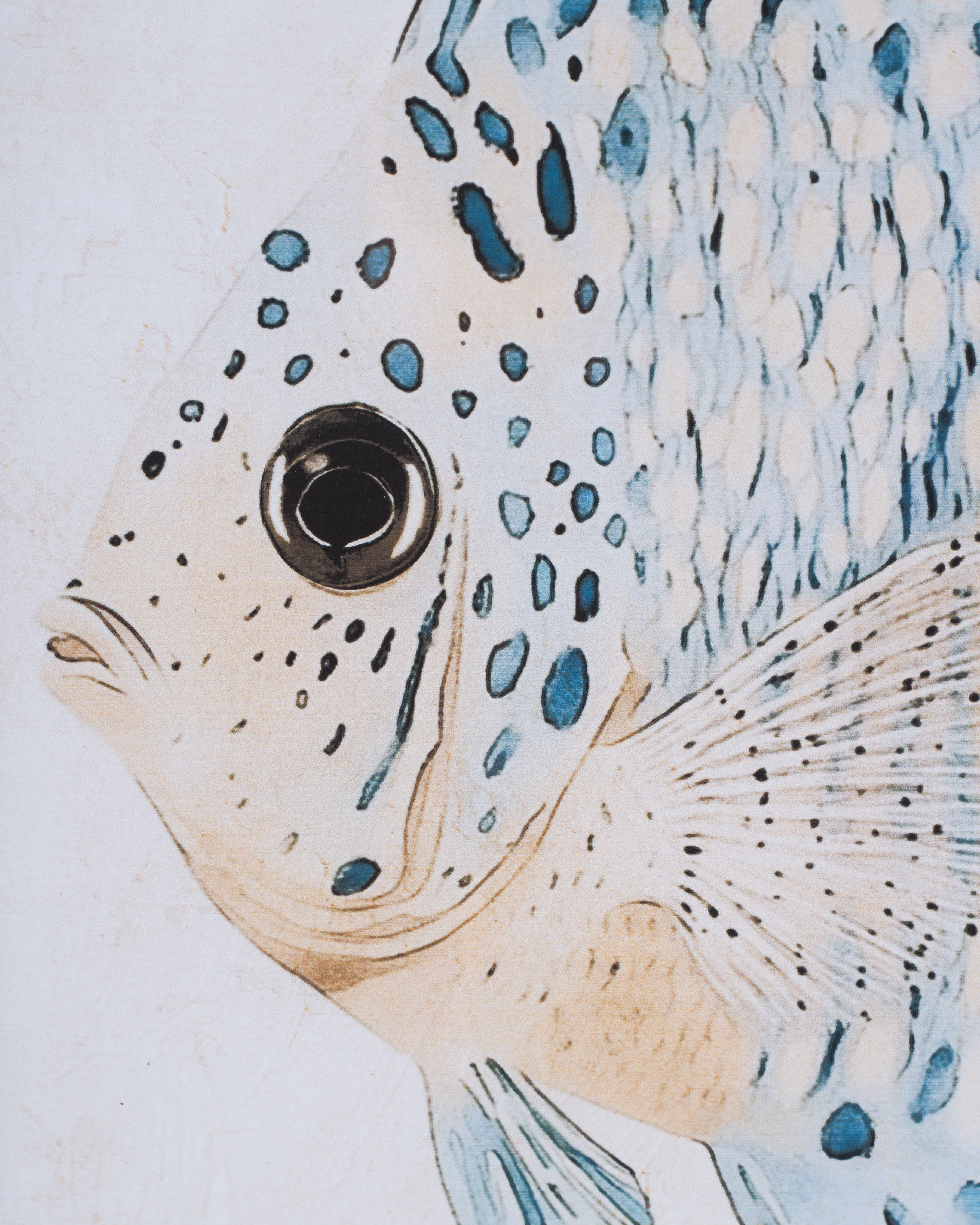 Fish Framed Wall Art B