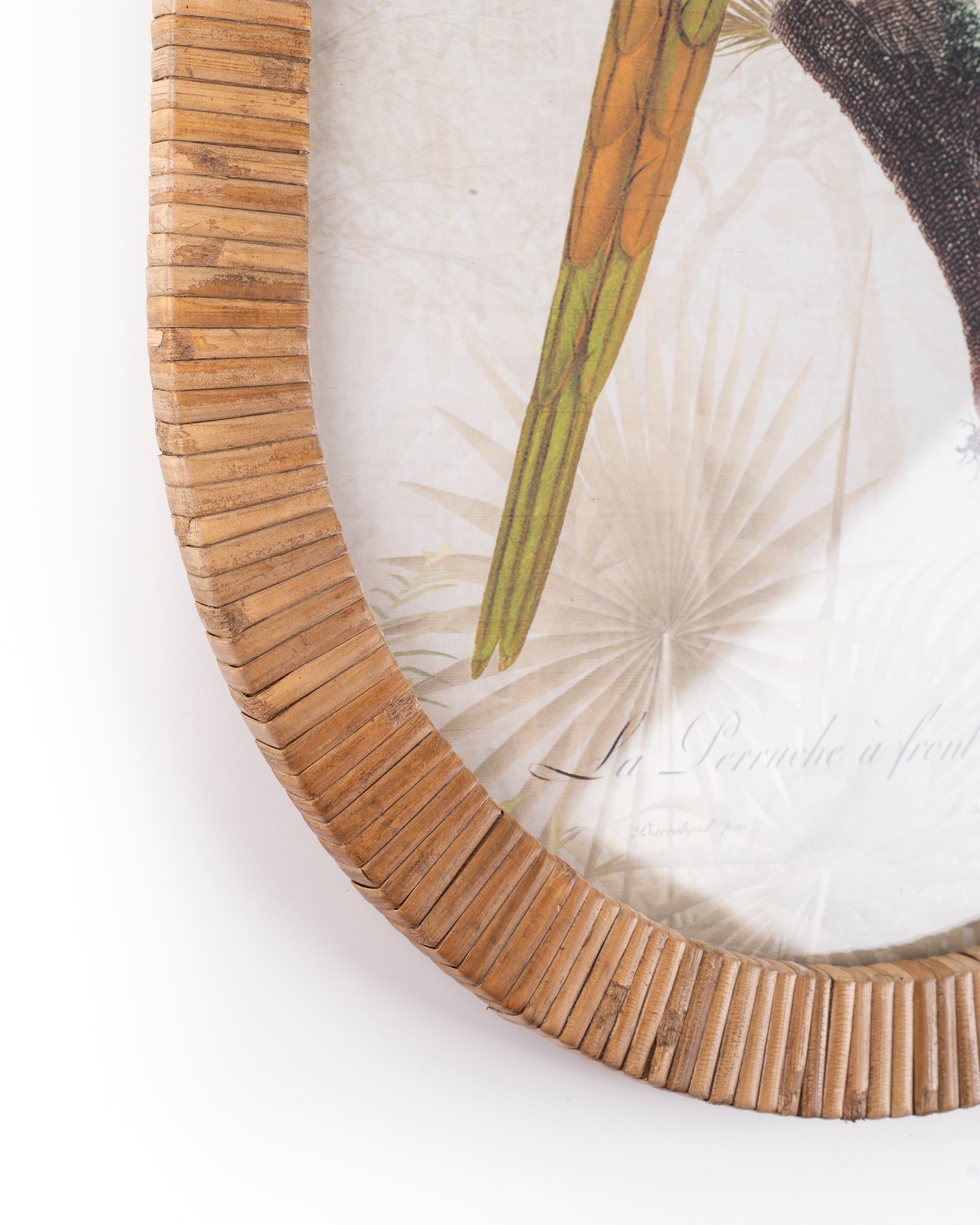 Parrot Framed Wall Art B