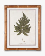 Fern Framed Wall Art A