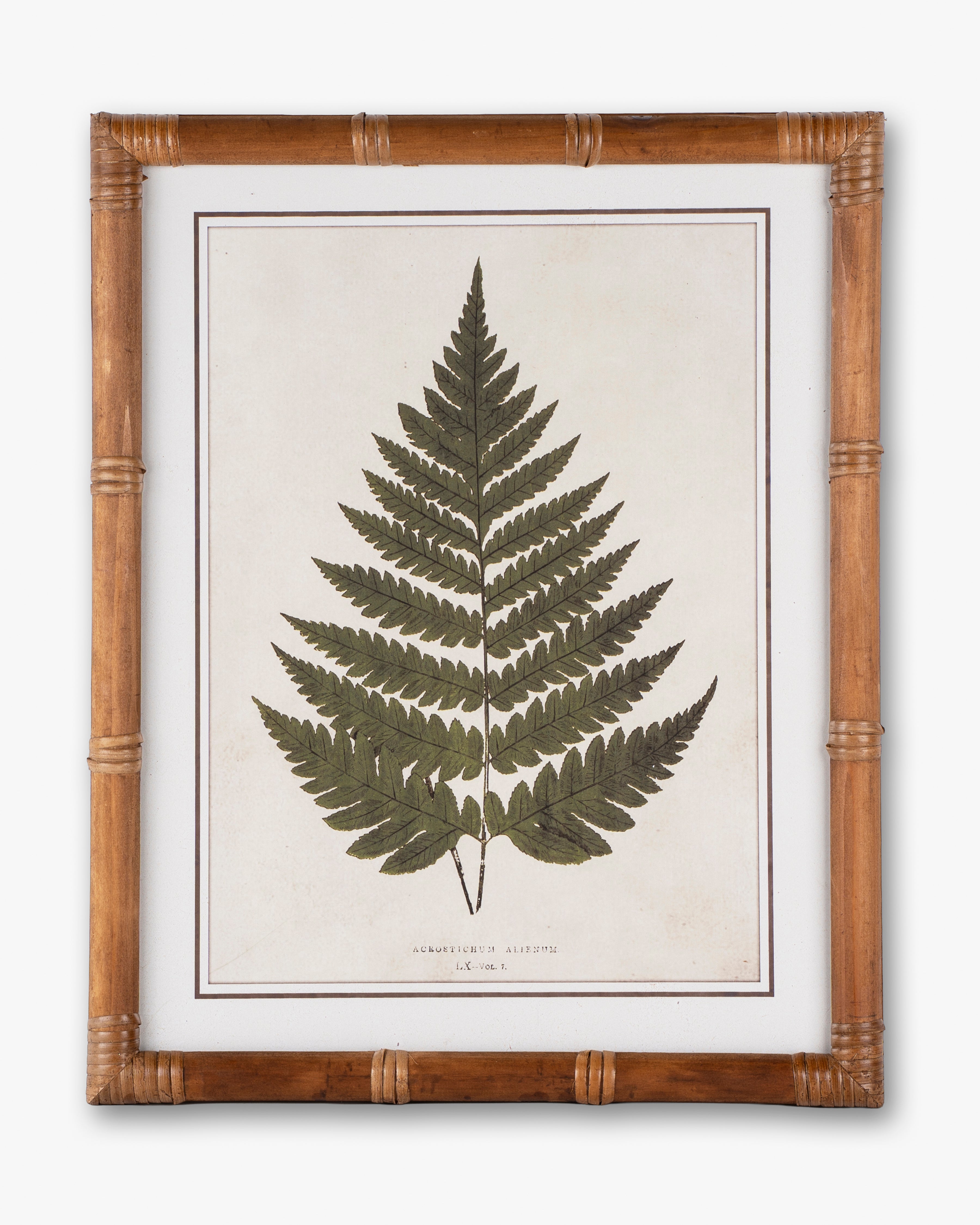 Fern Framed Wall Art B