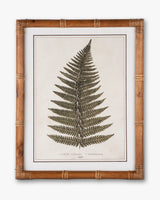 Fern Framed Wall Art D