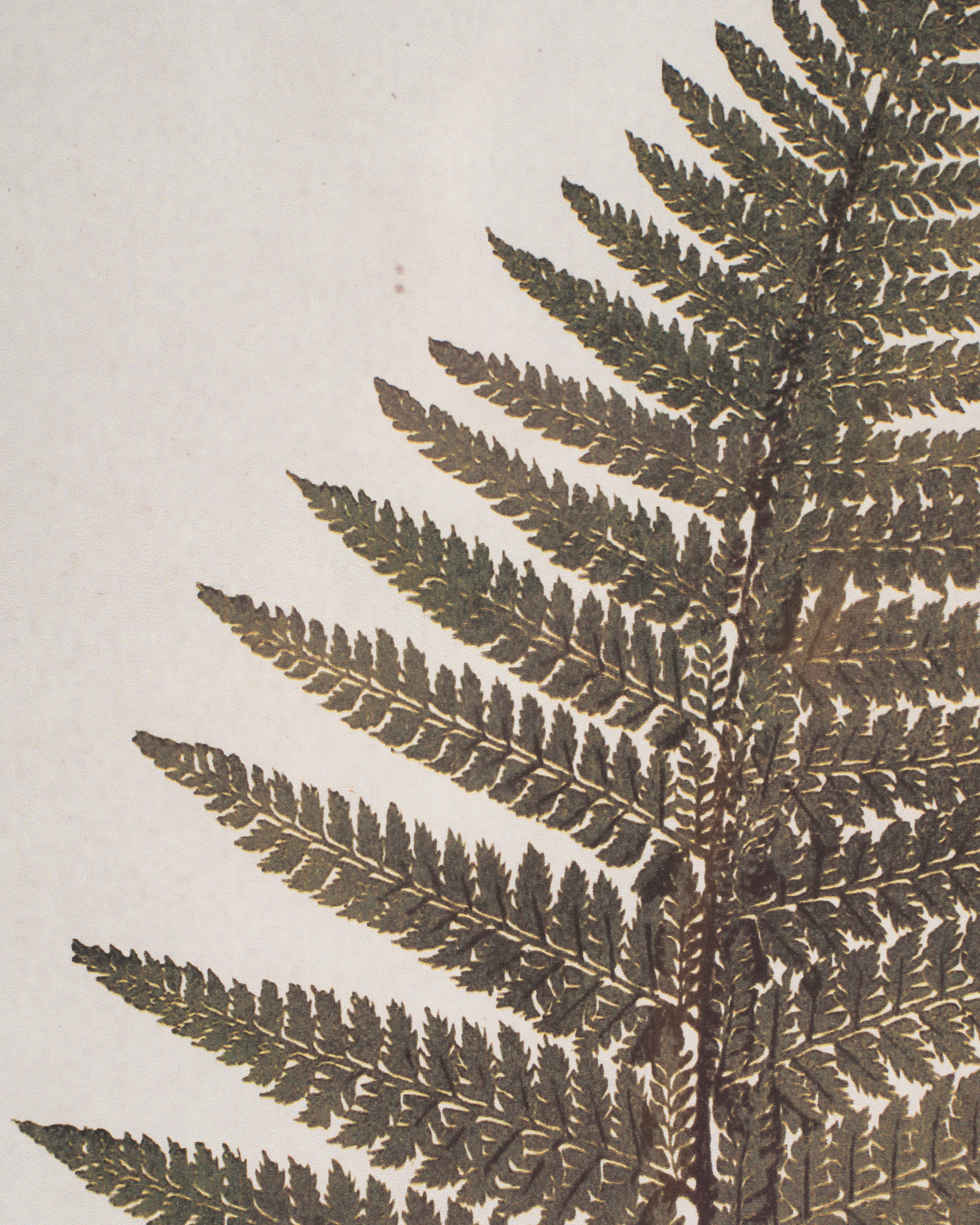 Fern Framed Wall Art D