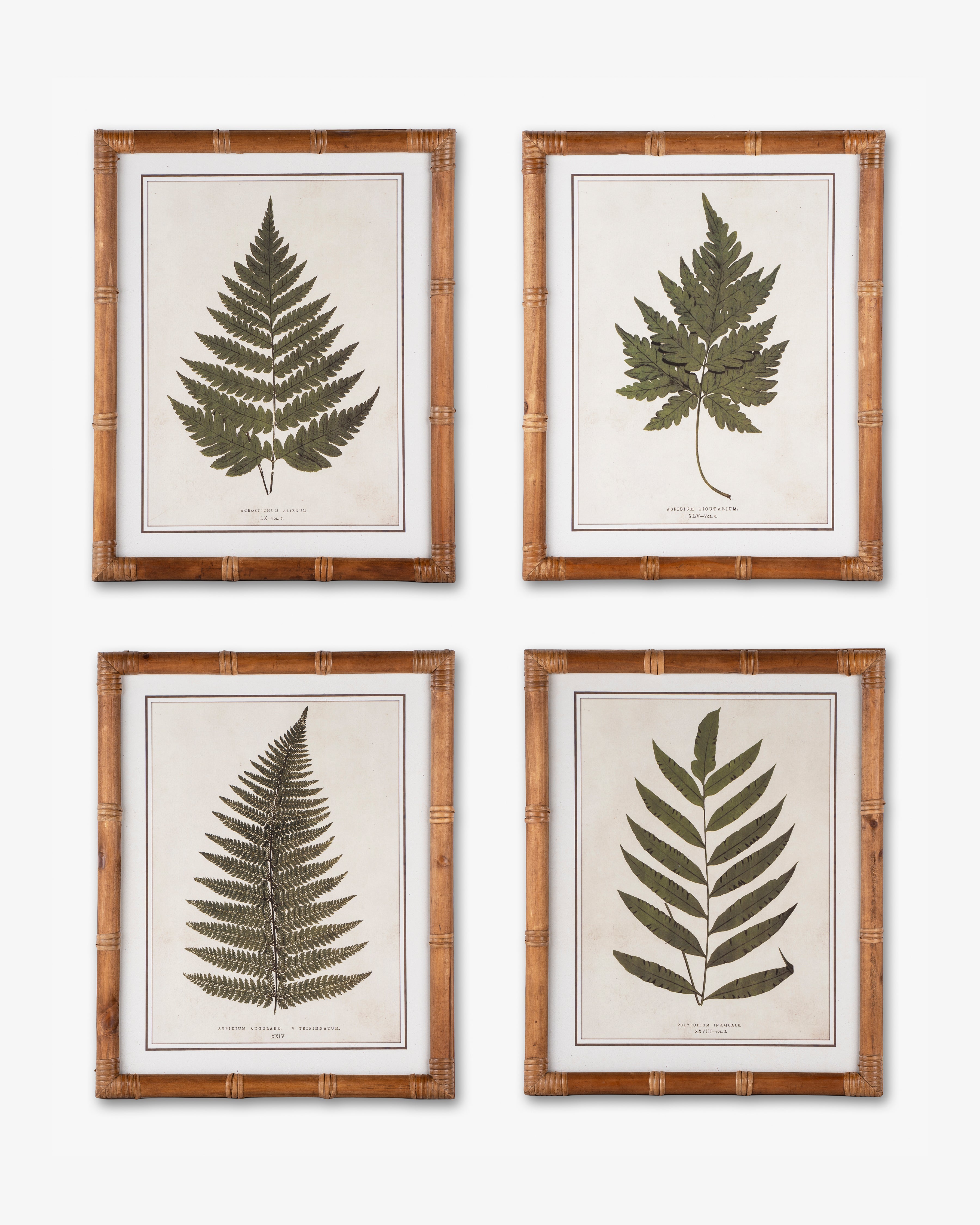 Fern Framed Wall Art D