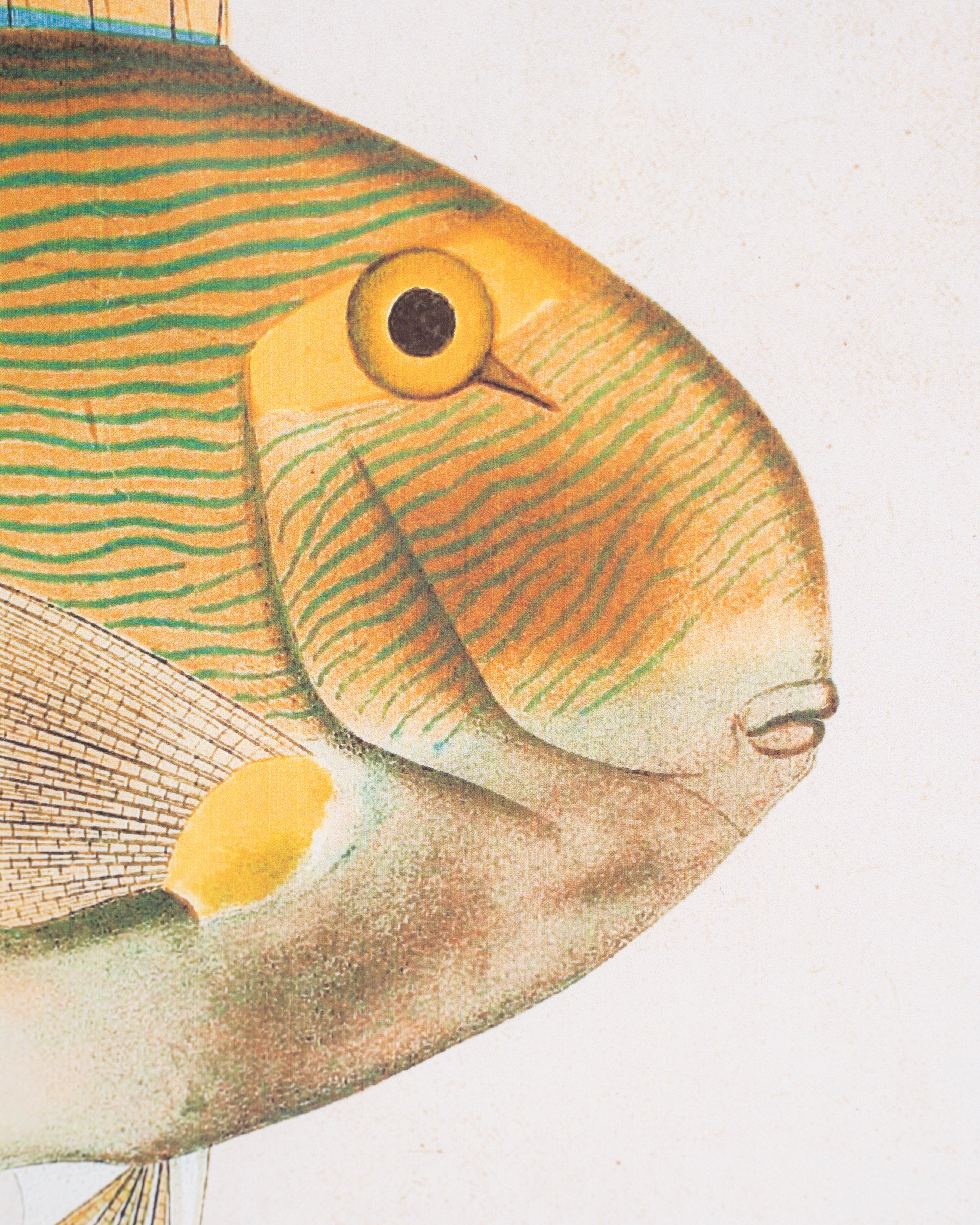 Fish Framed Wall Art A
