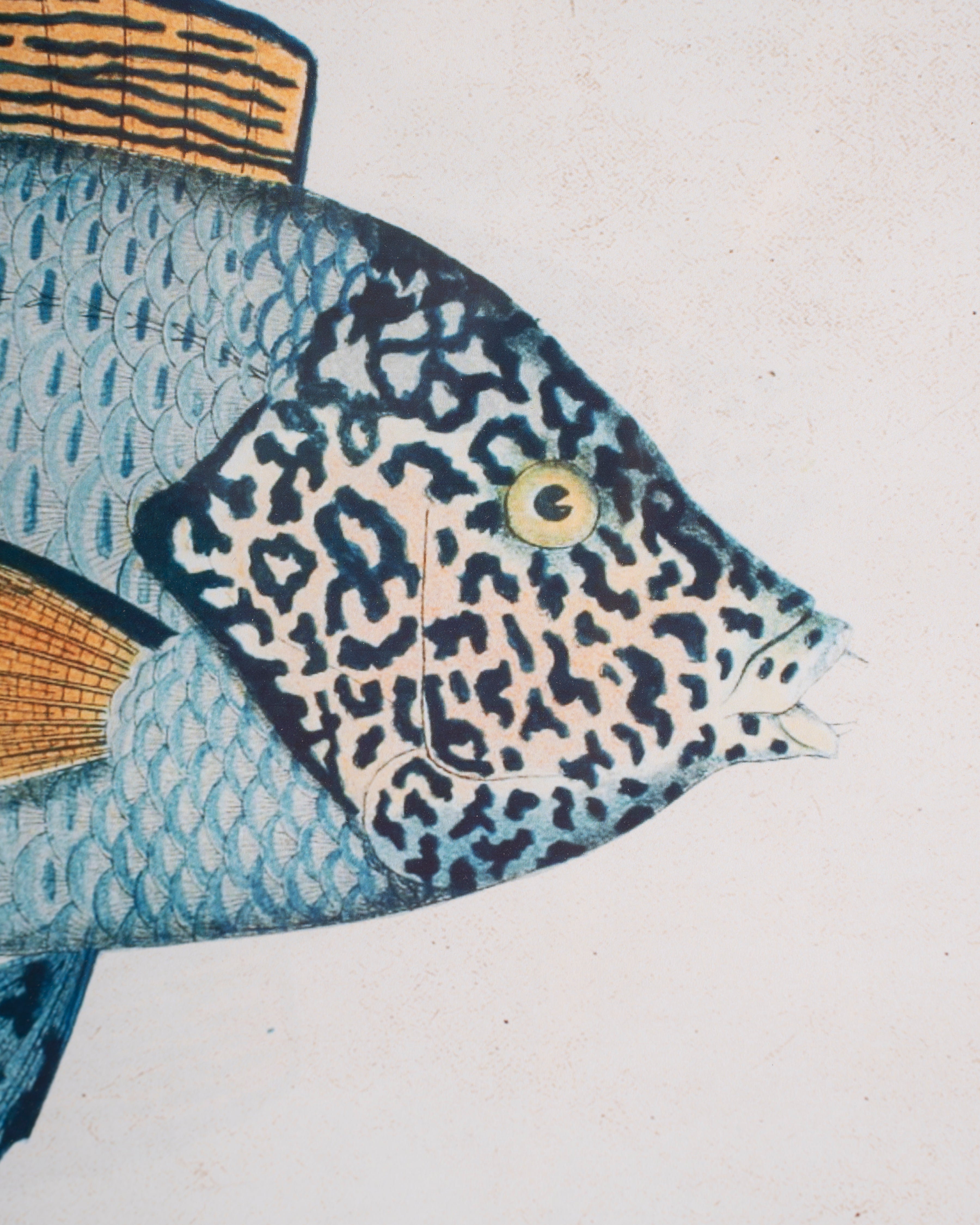 Fish Framed Wall Art C