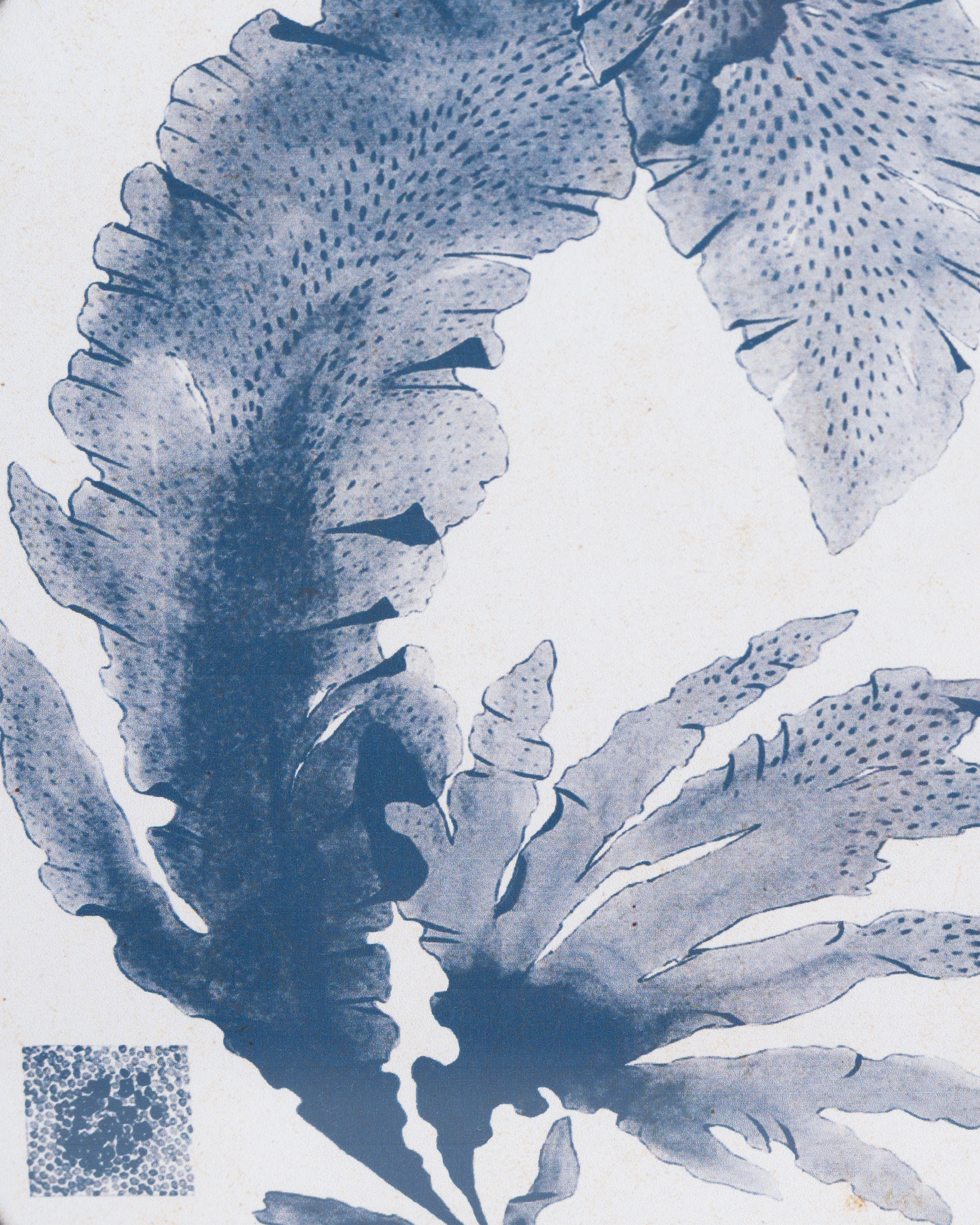 Coral Framed Wall Art D