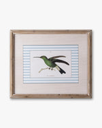 Naturalist Bird Framed Wall Art A