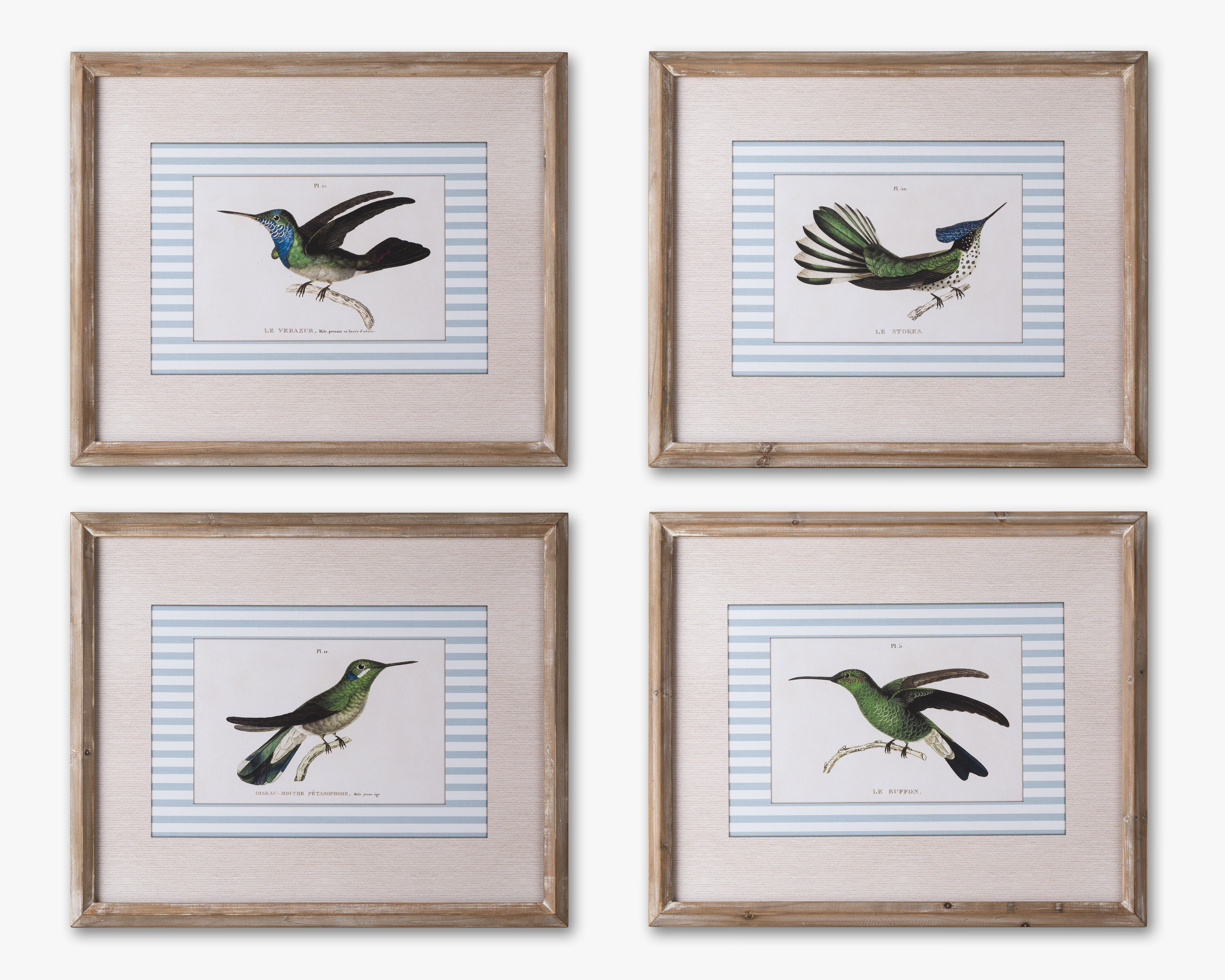 Naturalist Bird Framed Wall Art B