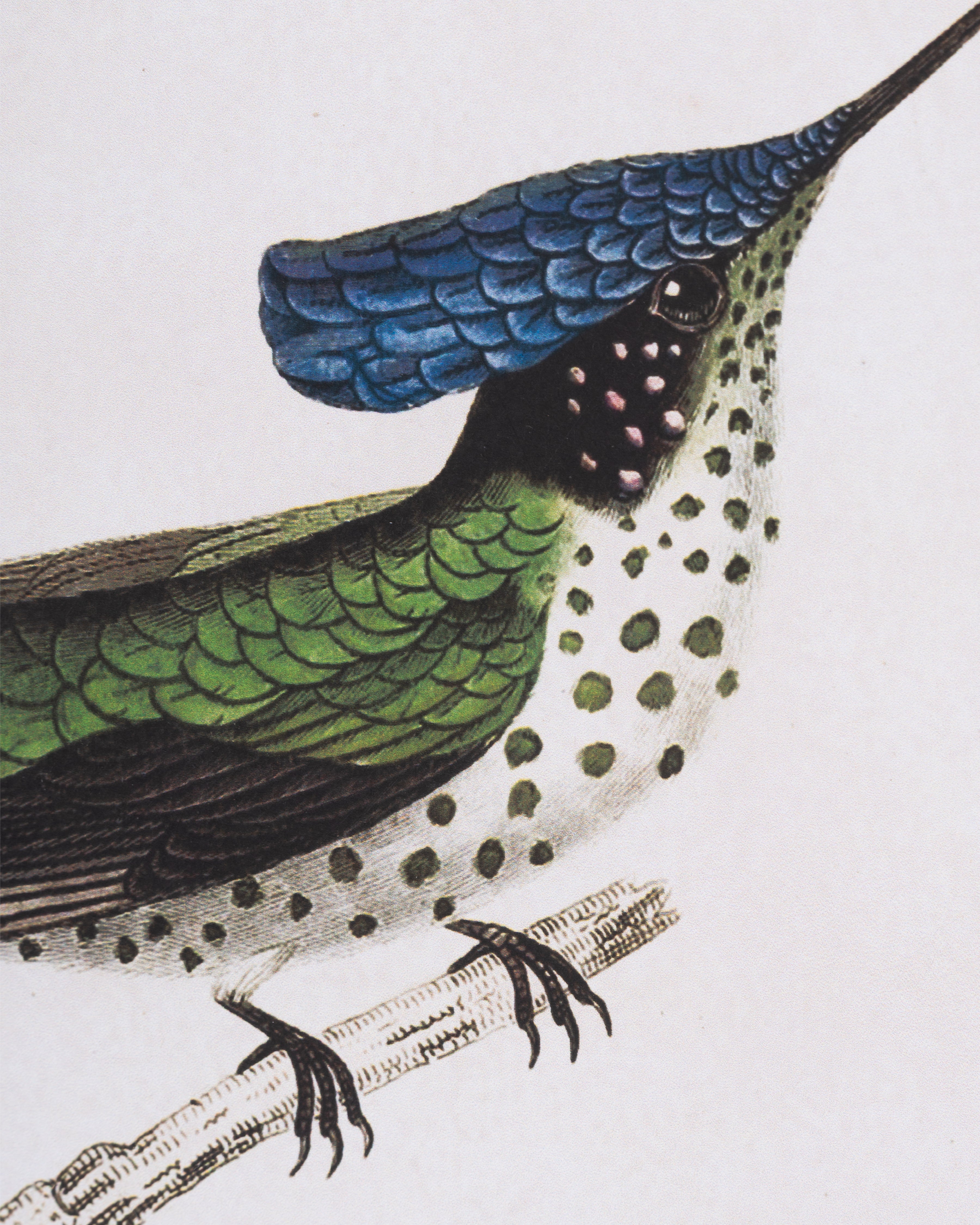 Naturalist Bird Framed Wall Art B