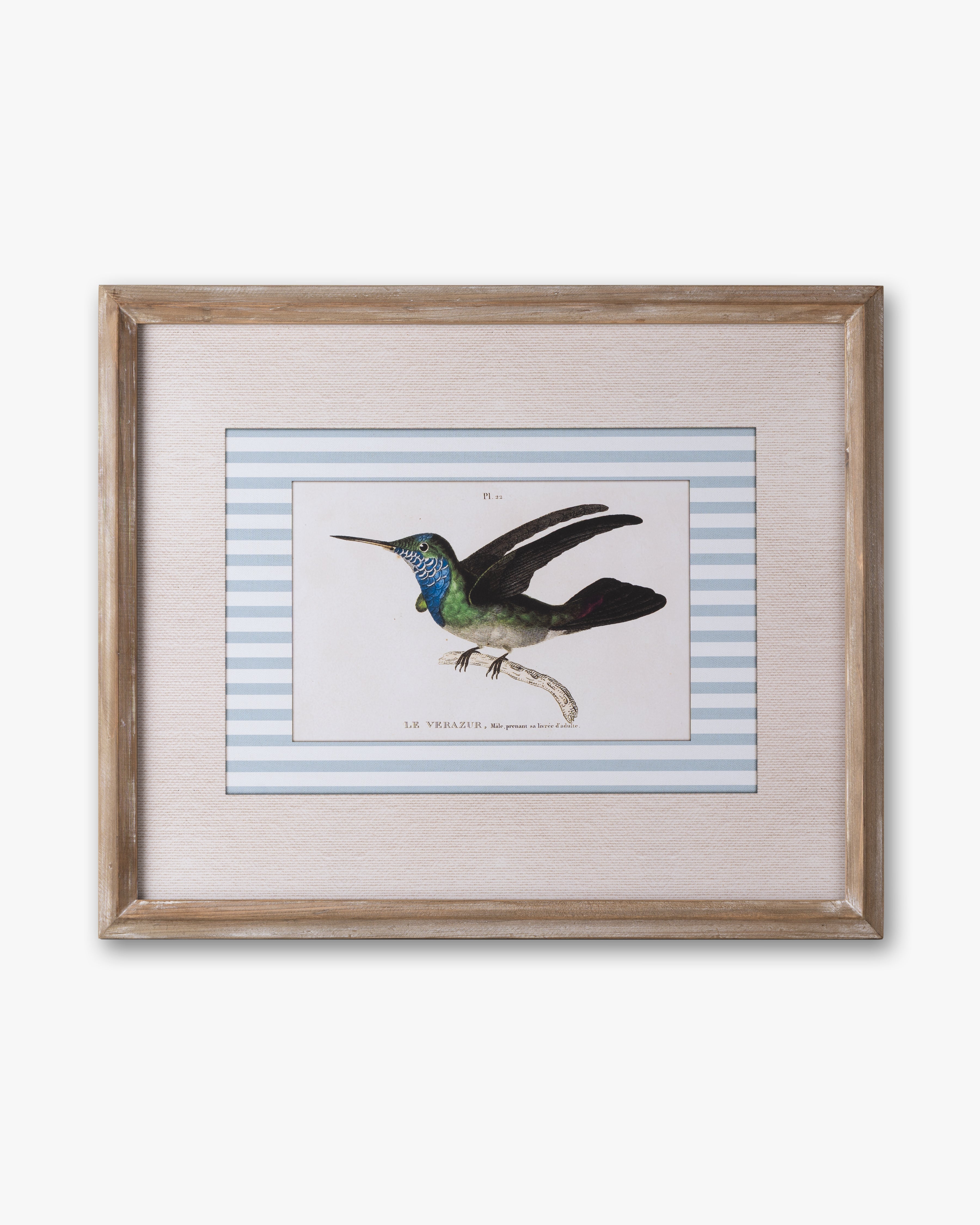 Naturalist Bird Framed Wall Art D