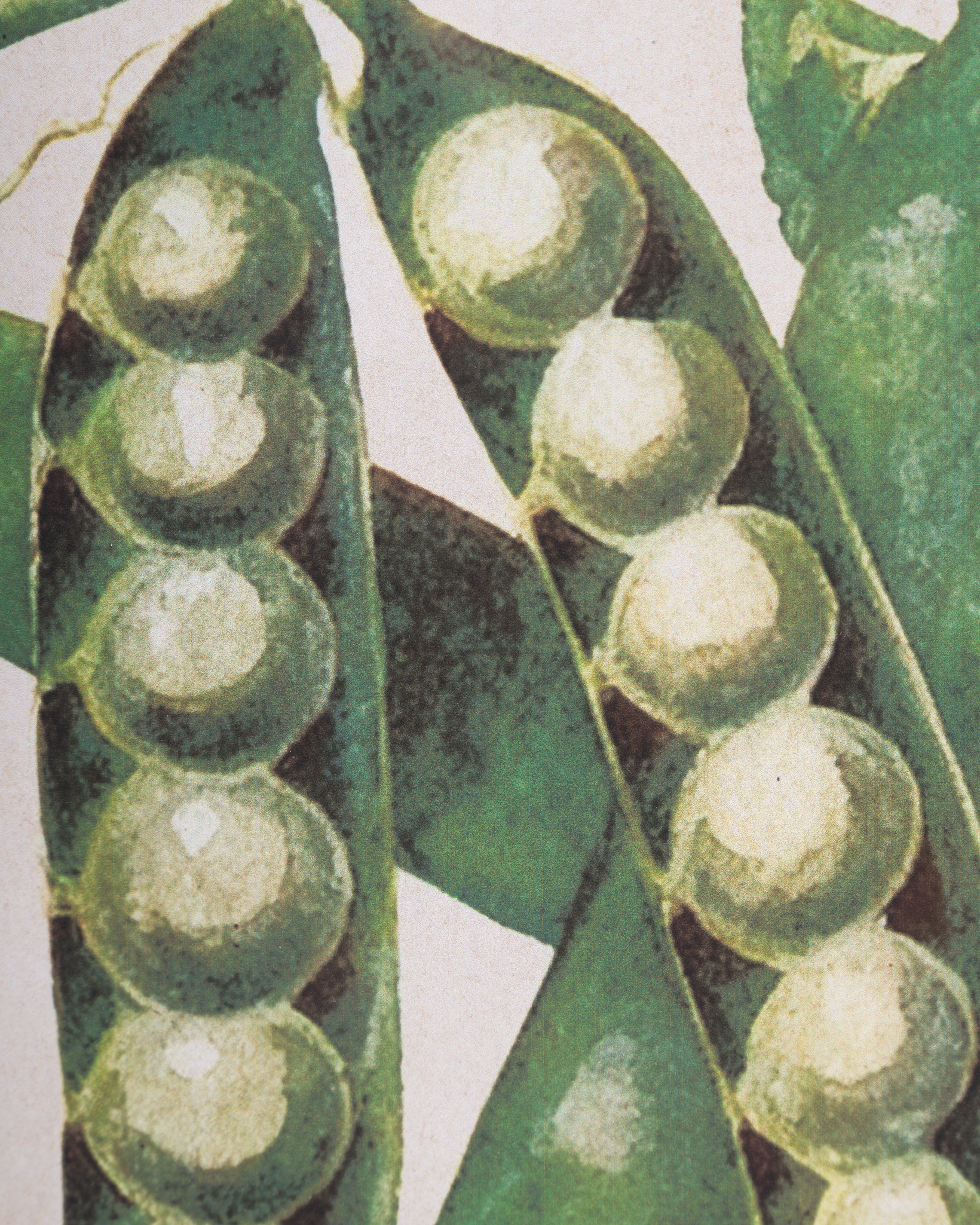 Garden Harvest Wall Art F