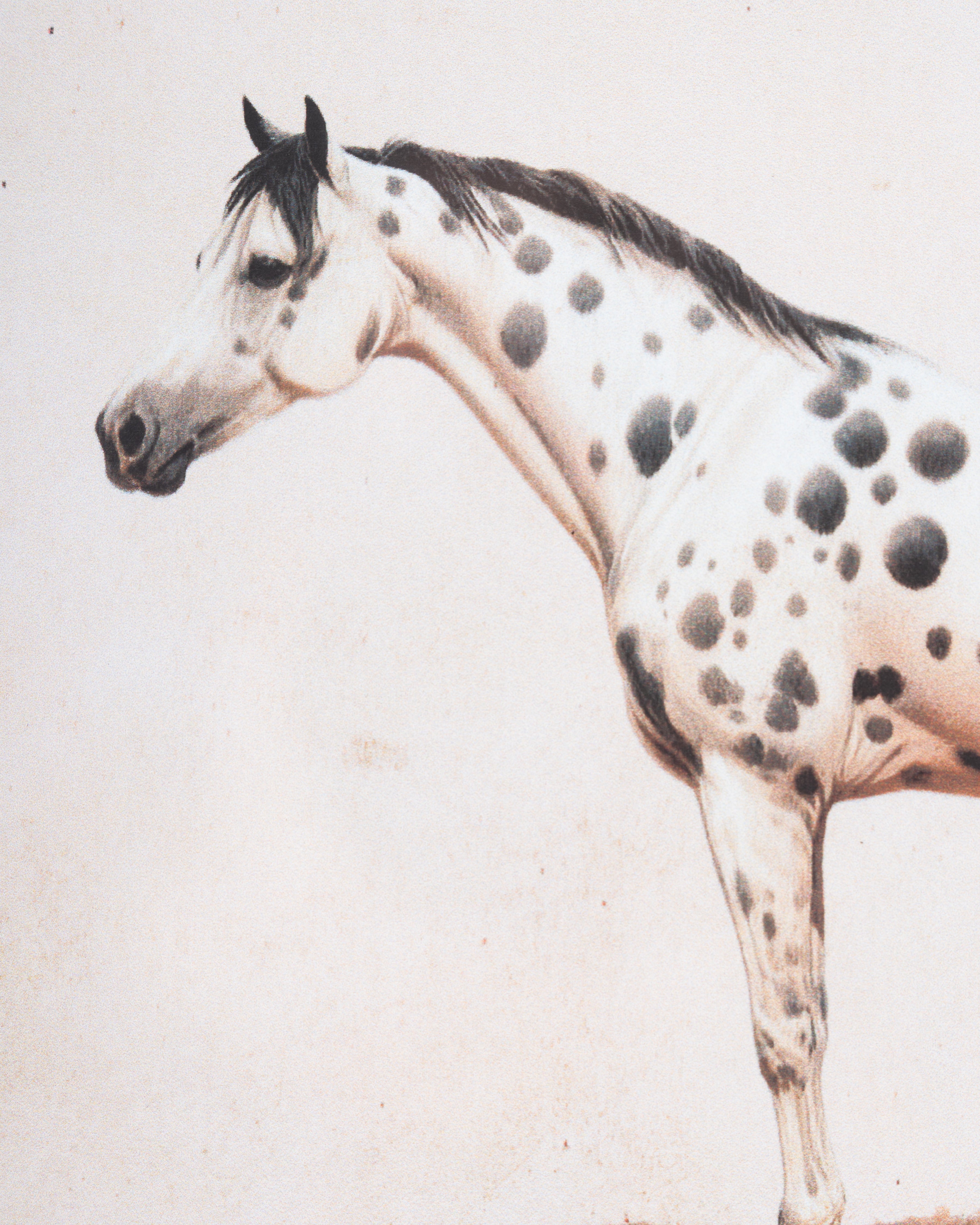 Horse Framed Wall Art D