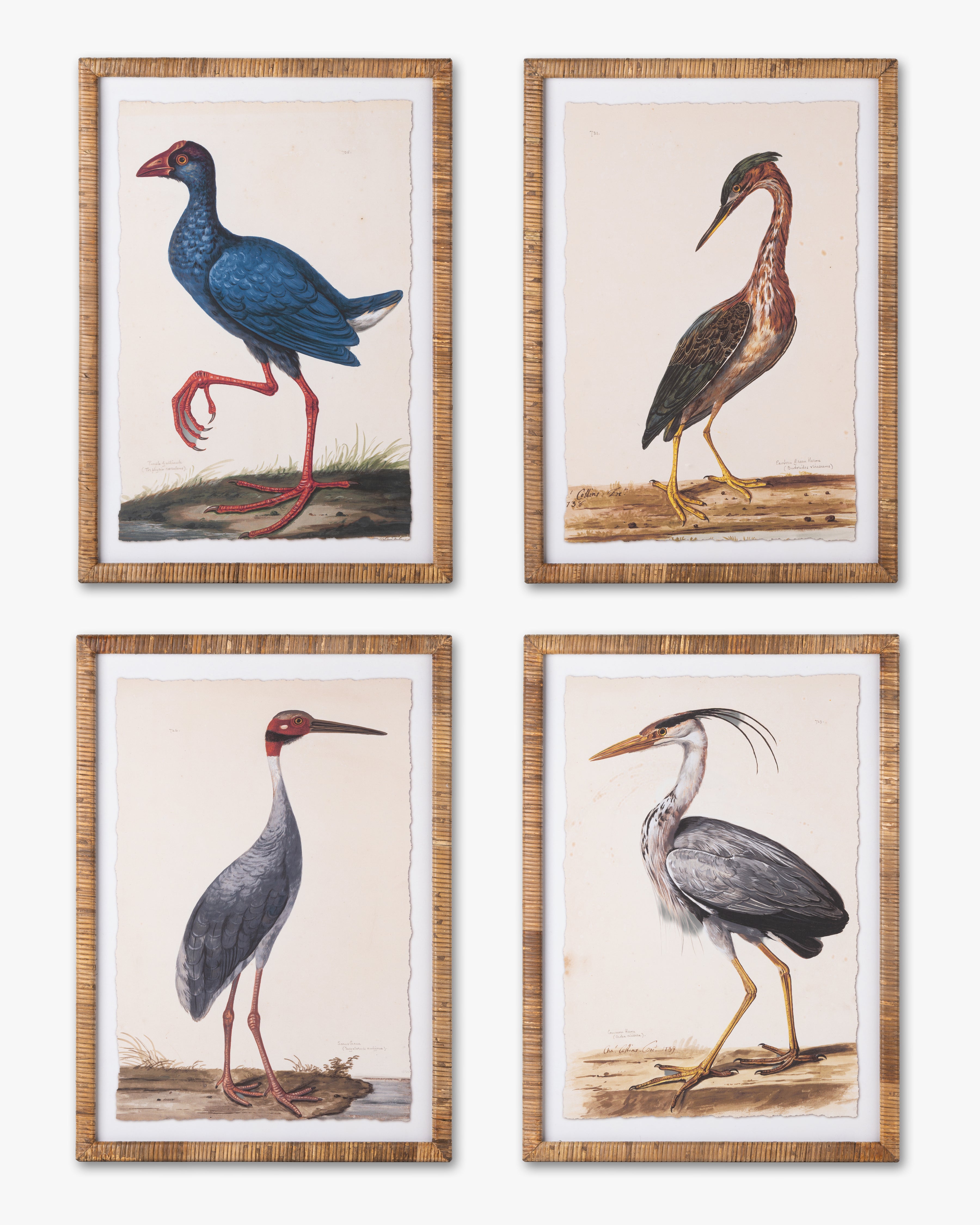 Water Bird Framed Wall Art C