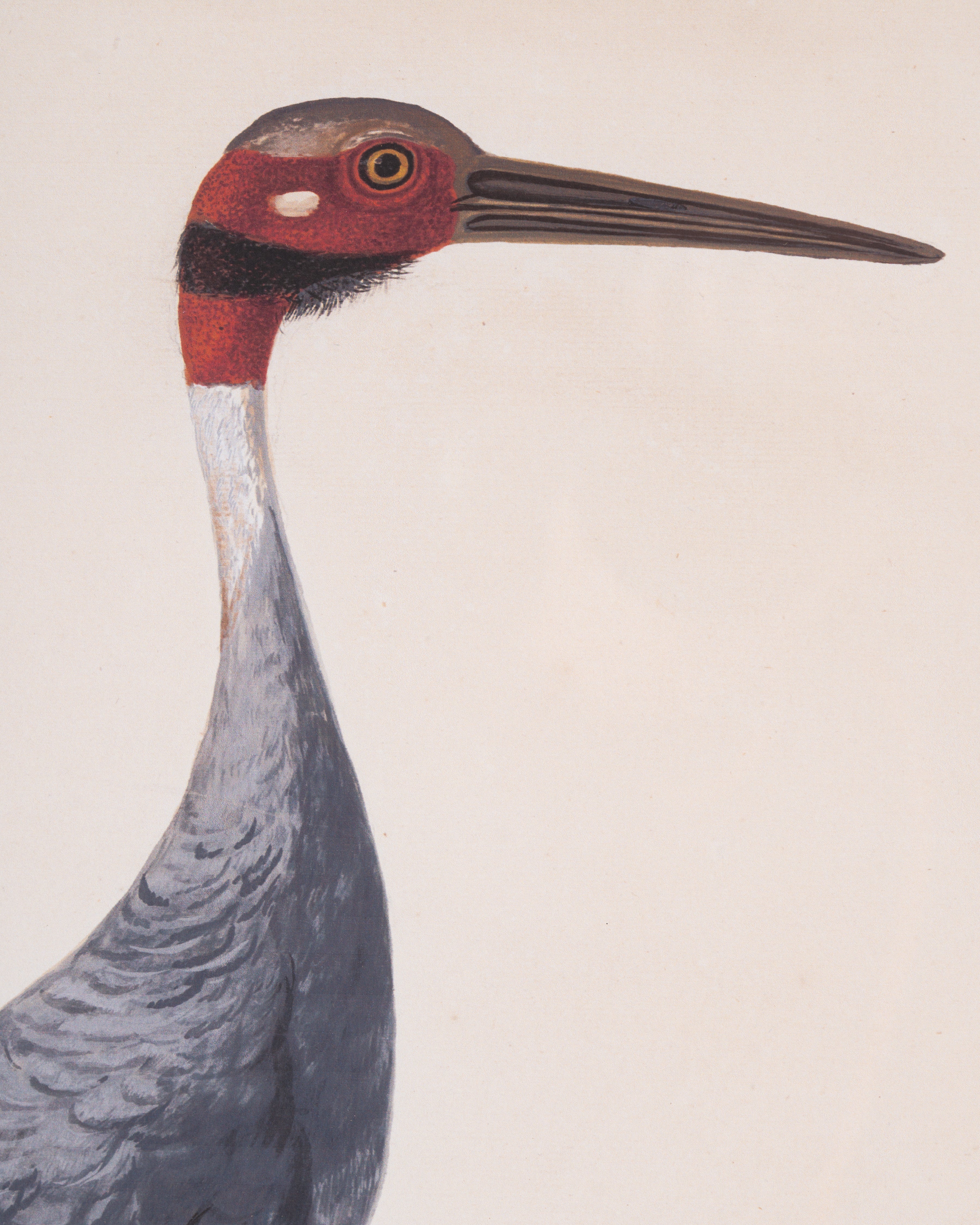 Water Bird Framed Wall Art B