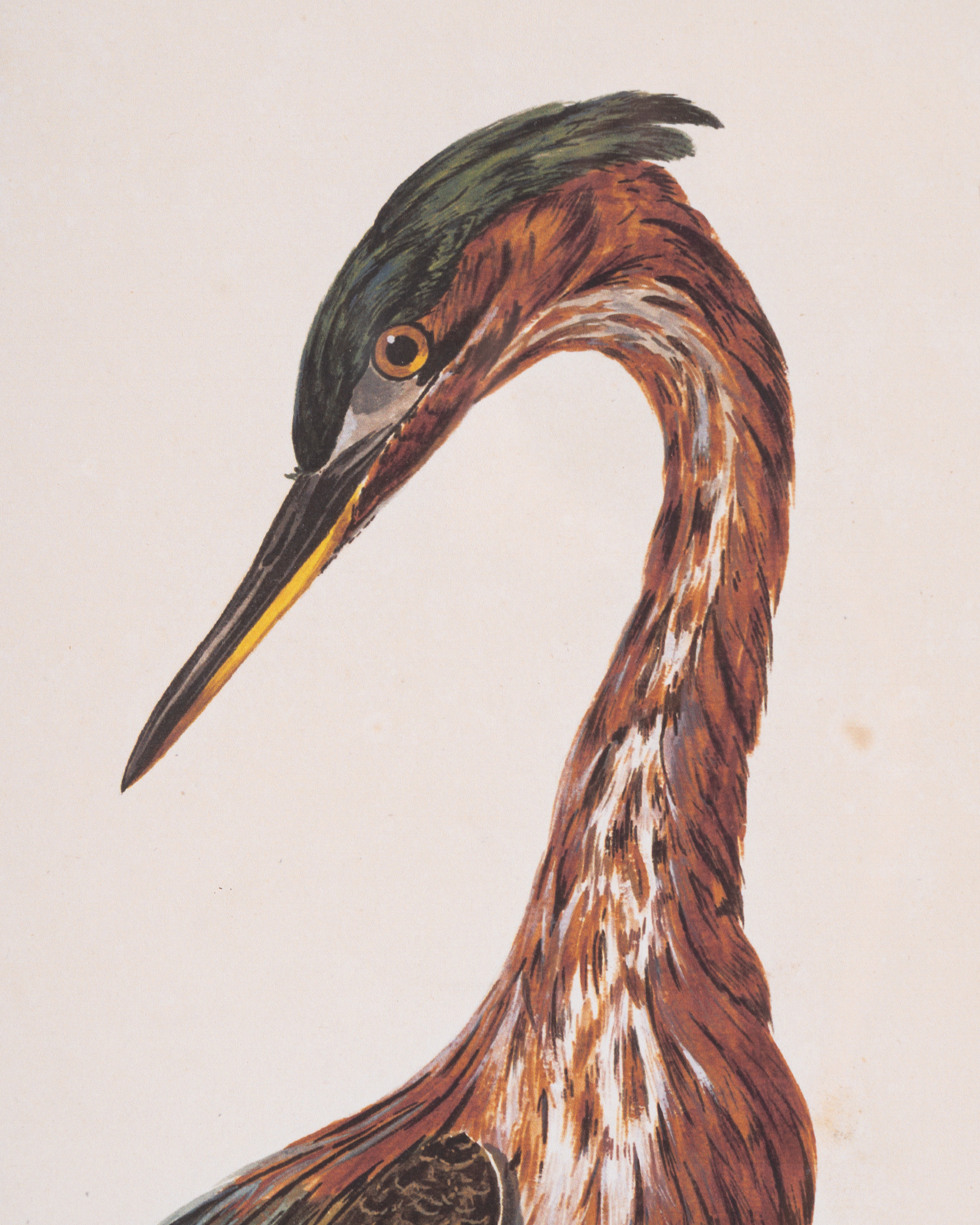 Water Bird Framed Wall Art C