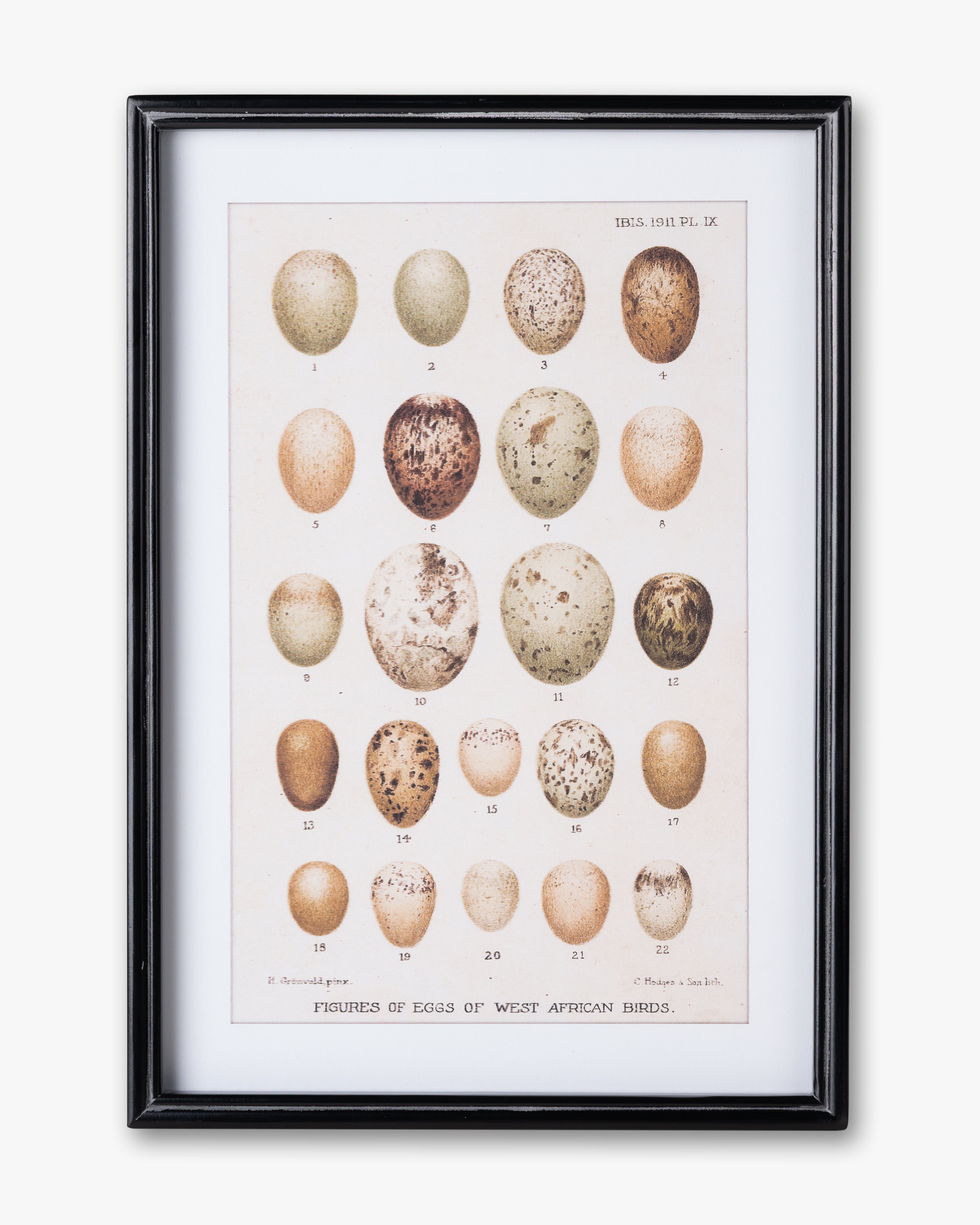 Antique Bird Egg Wall Art A