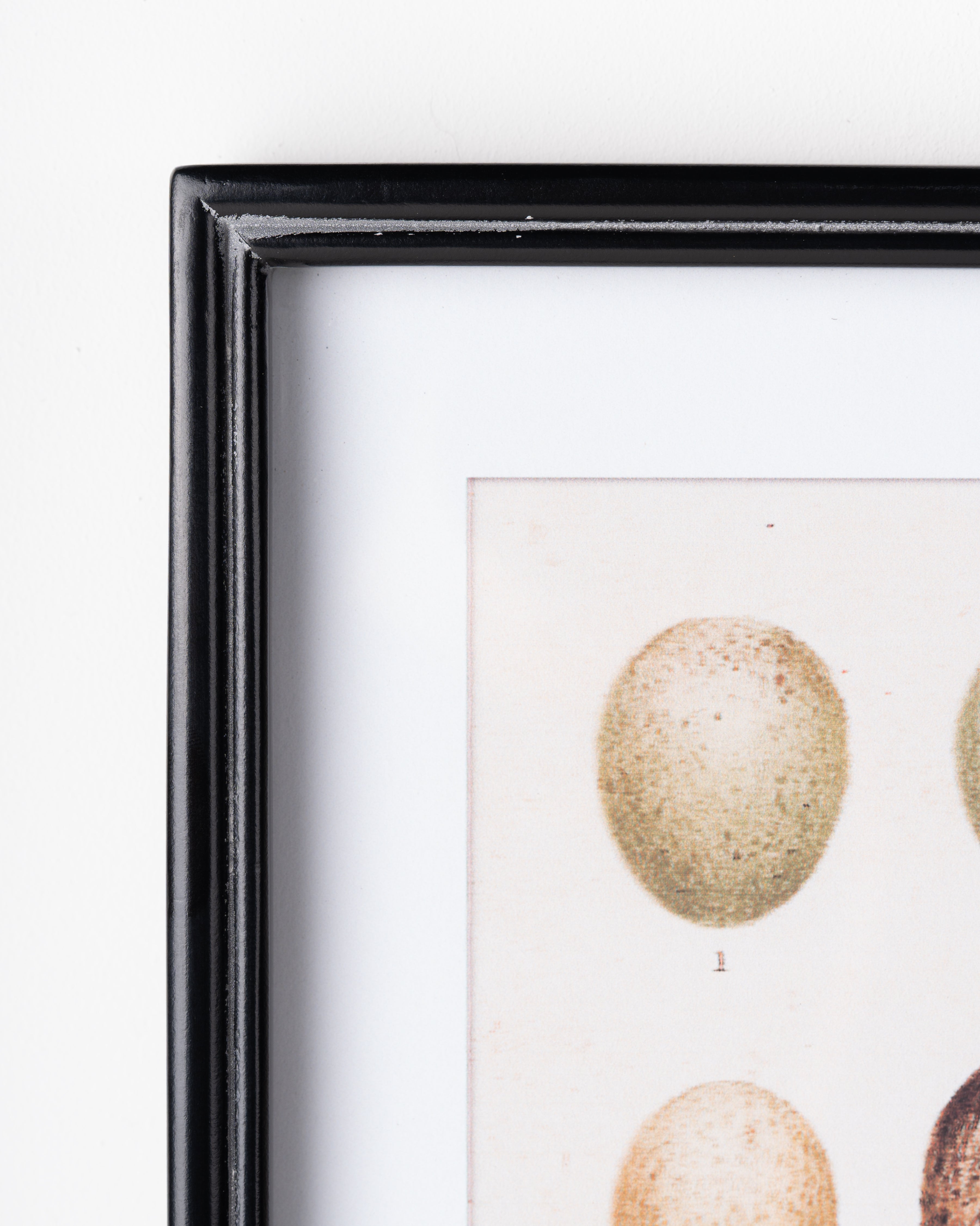 Antique Bird Egg Wall Art A