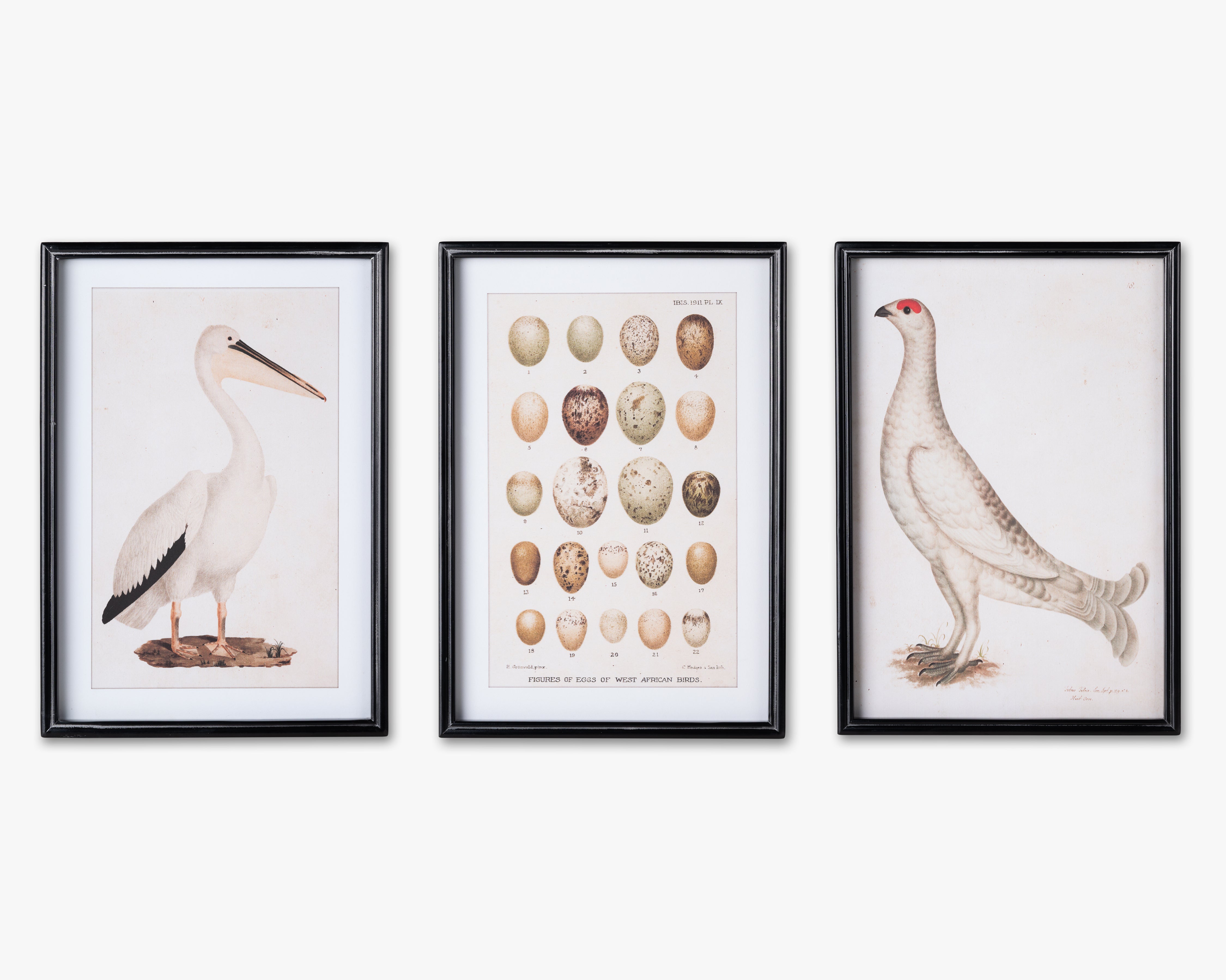 Antique Bird Framed Wall Art C