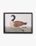 Antique Bird Framed Wall Art D