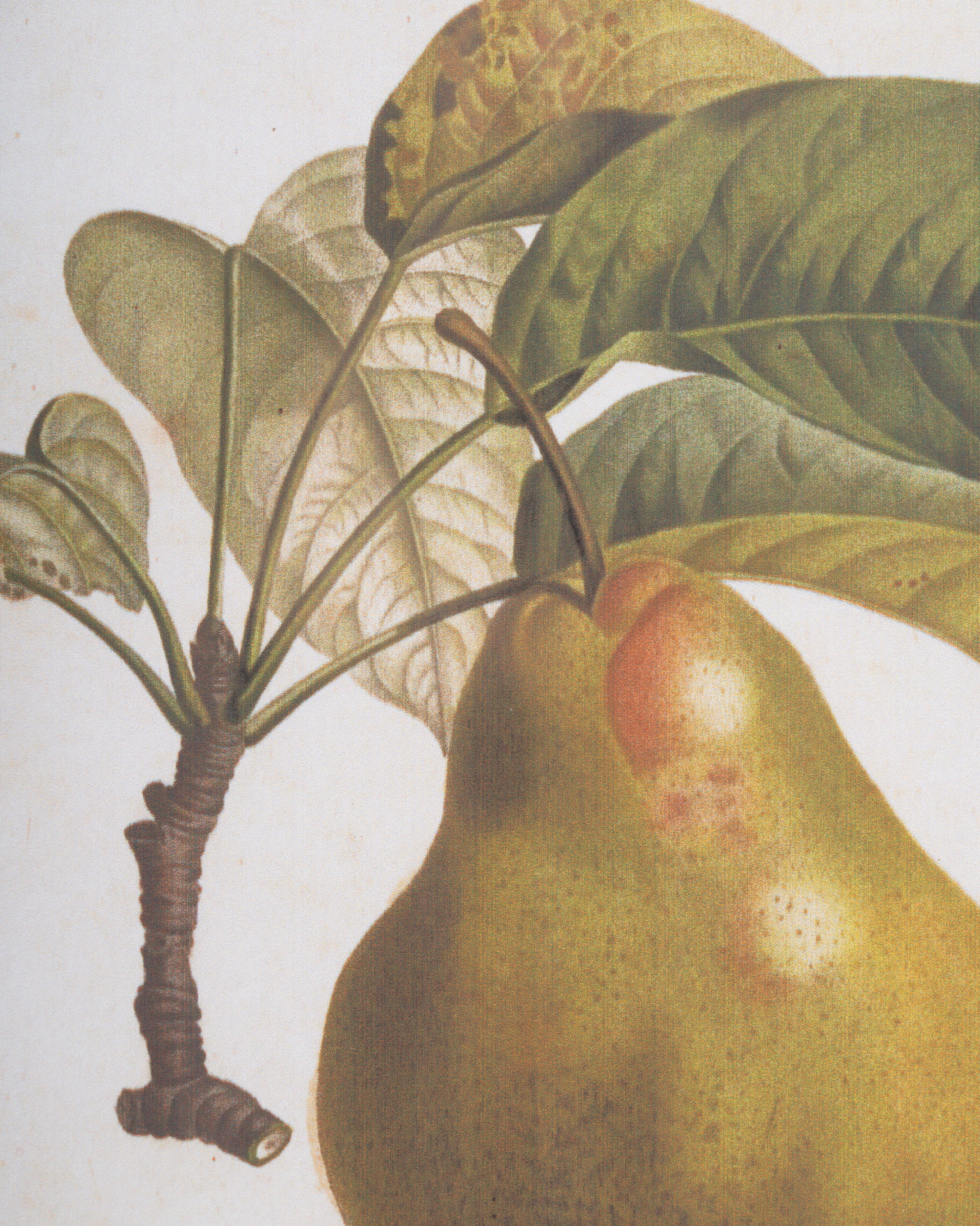Vintage Pear Framed Wall Art B