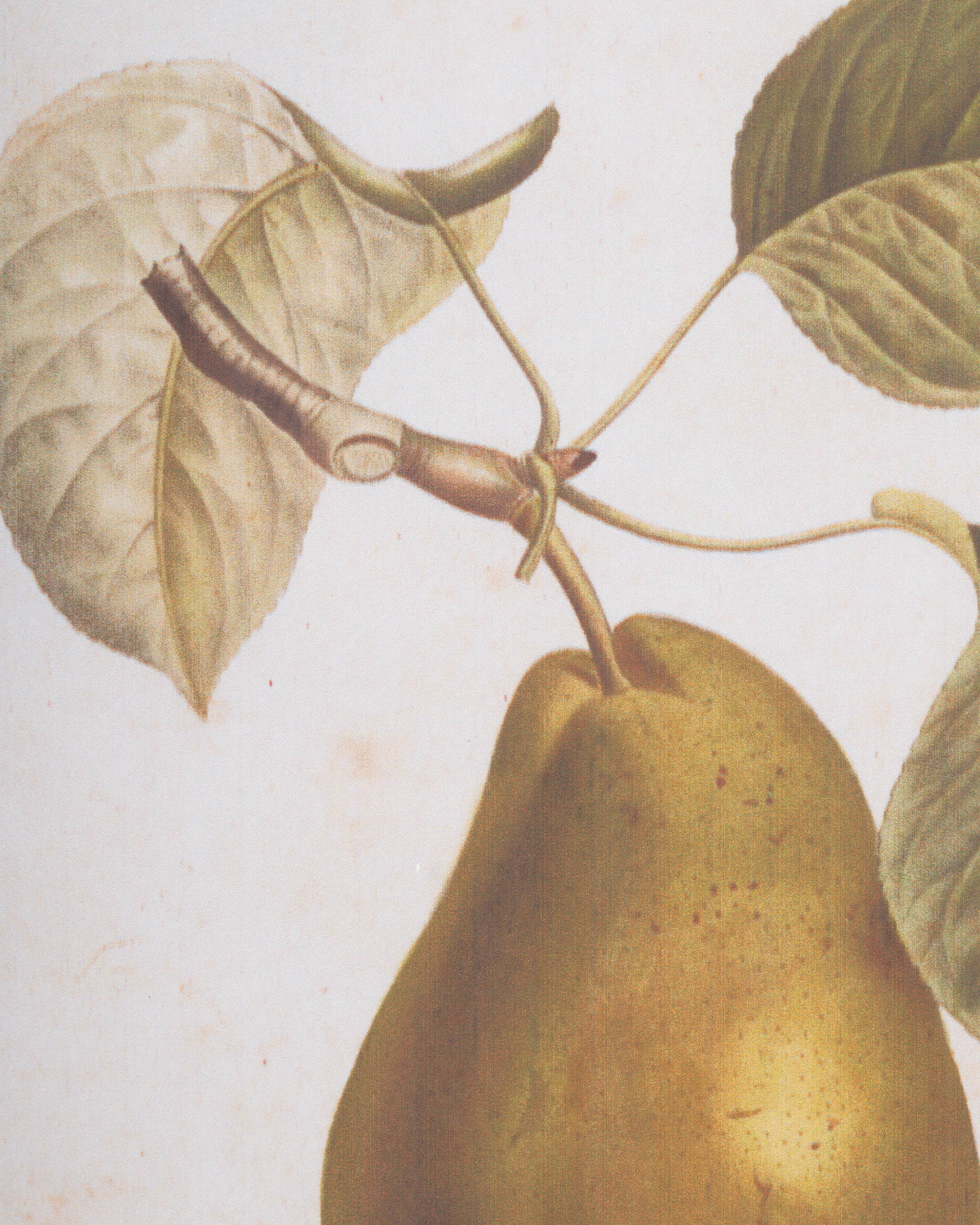 Vintage Pear Framed Wall Art D