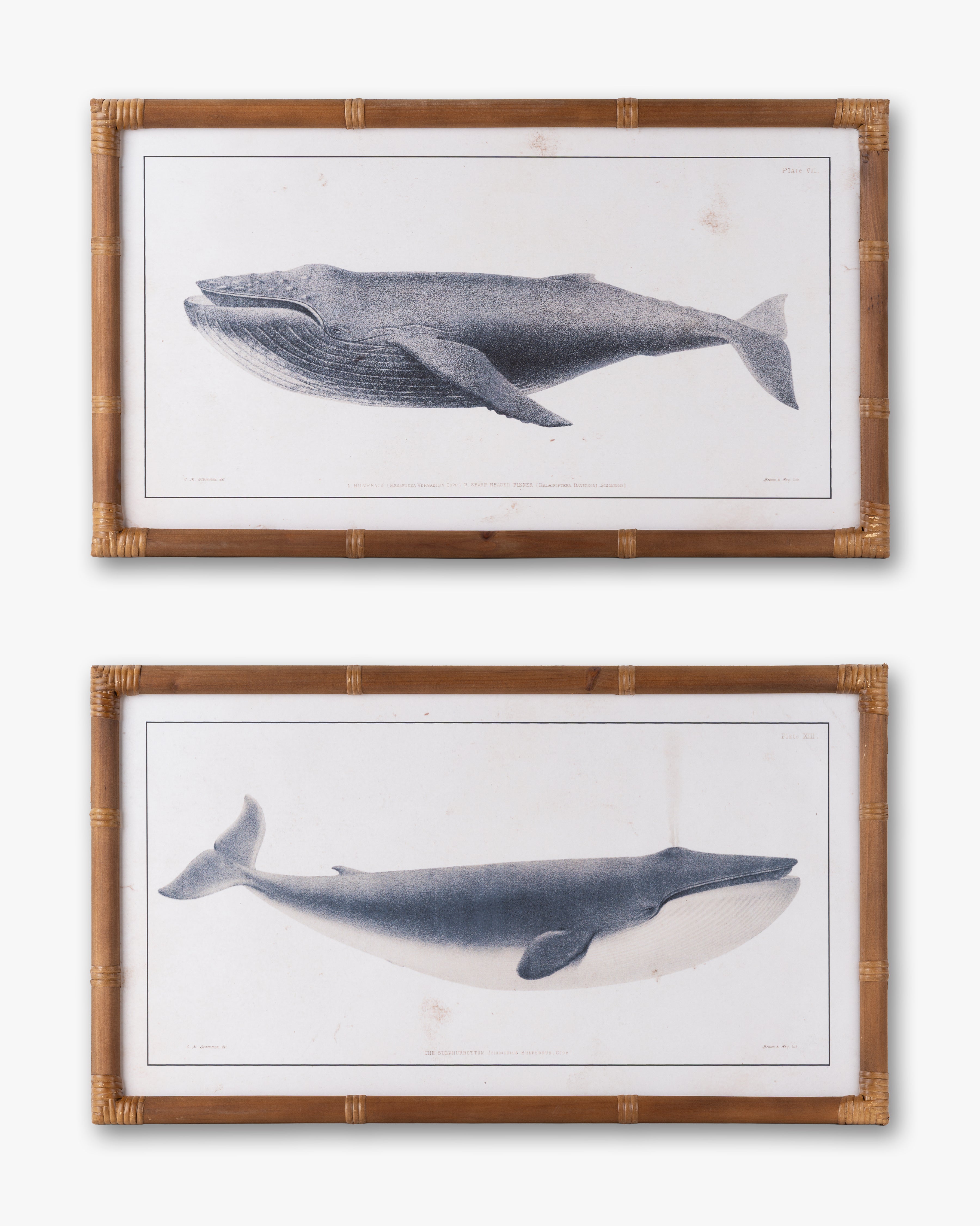 Nautical Whale Framed Wall Art A