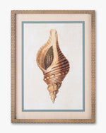 Coastal Seashell Framed Wall Art A