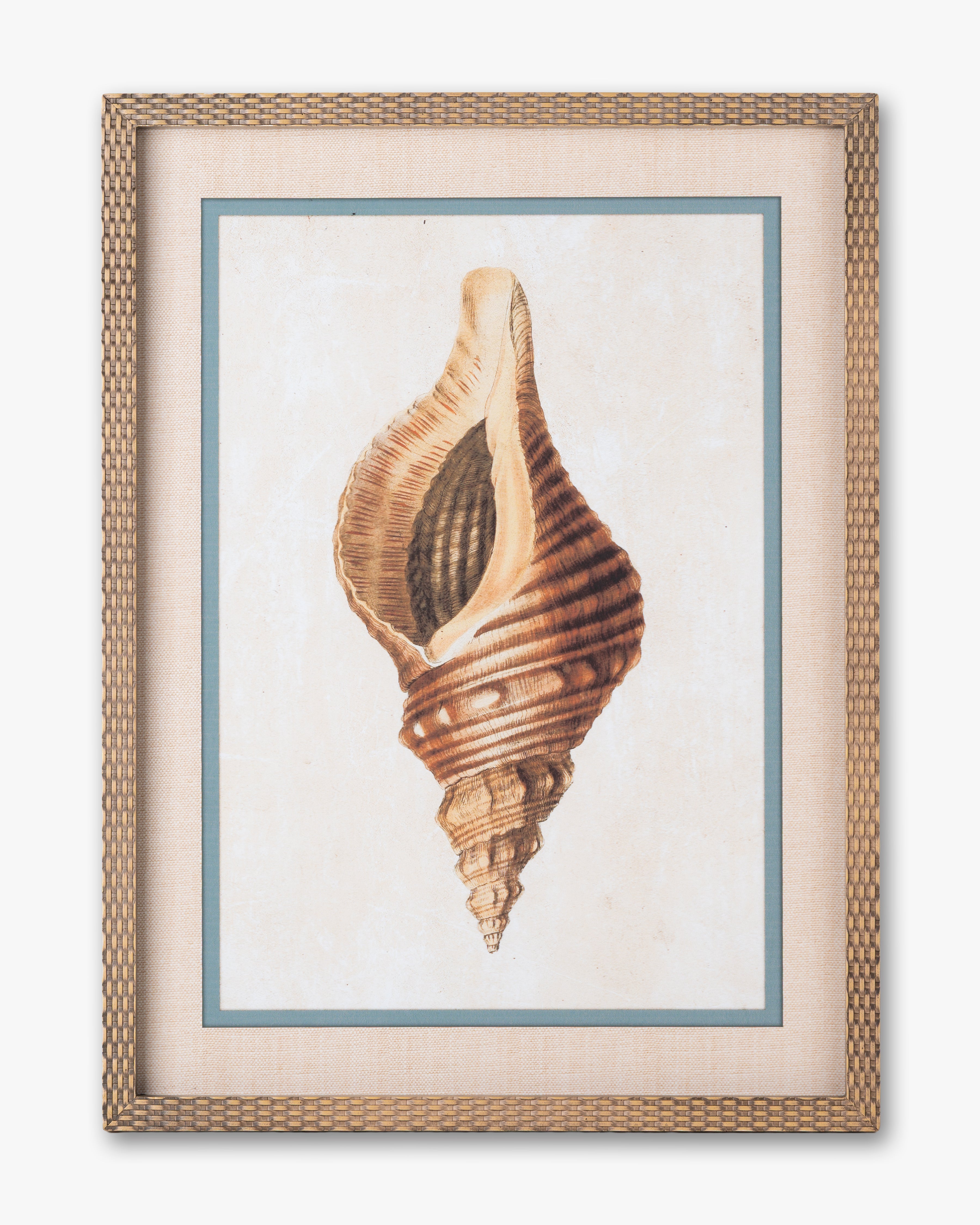 Coastal Seashell Framed Wall Art A