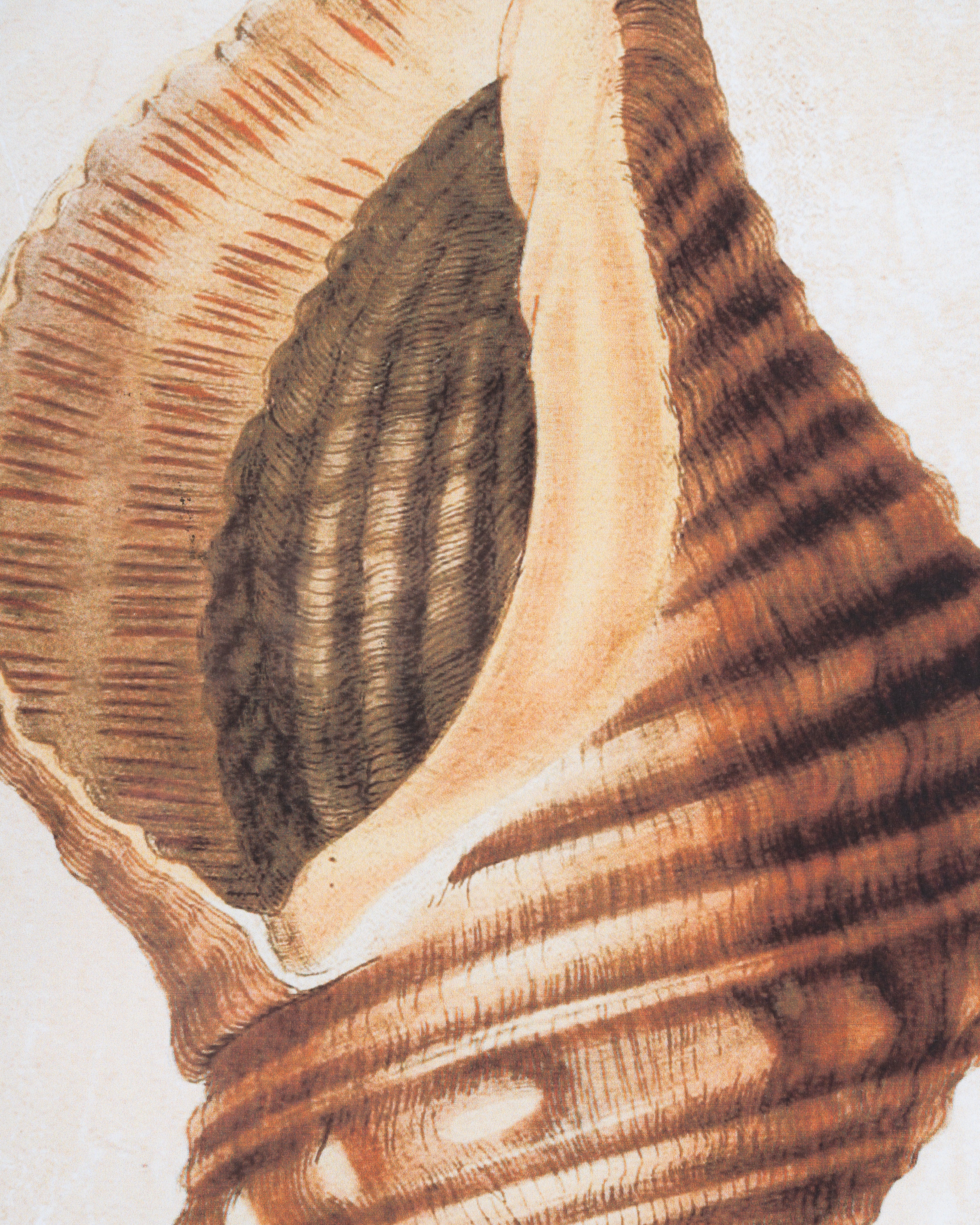 Coastal Seashell Framed Wall Art A