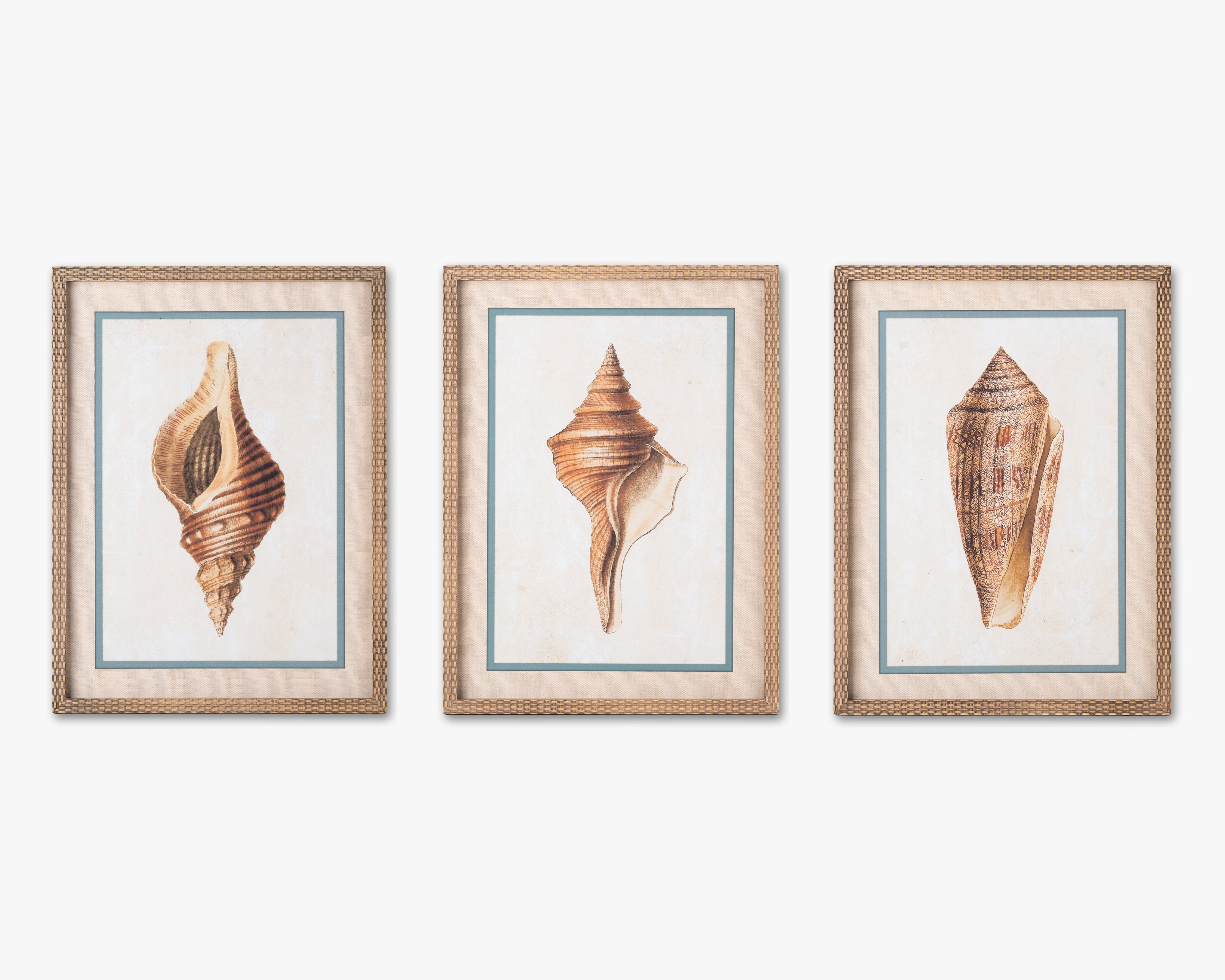 Coastal Seashell Framed Wall Art C