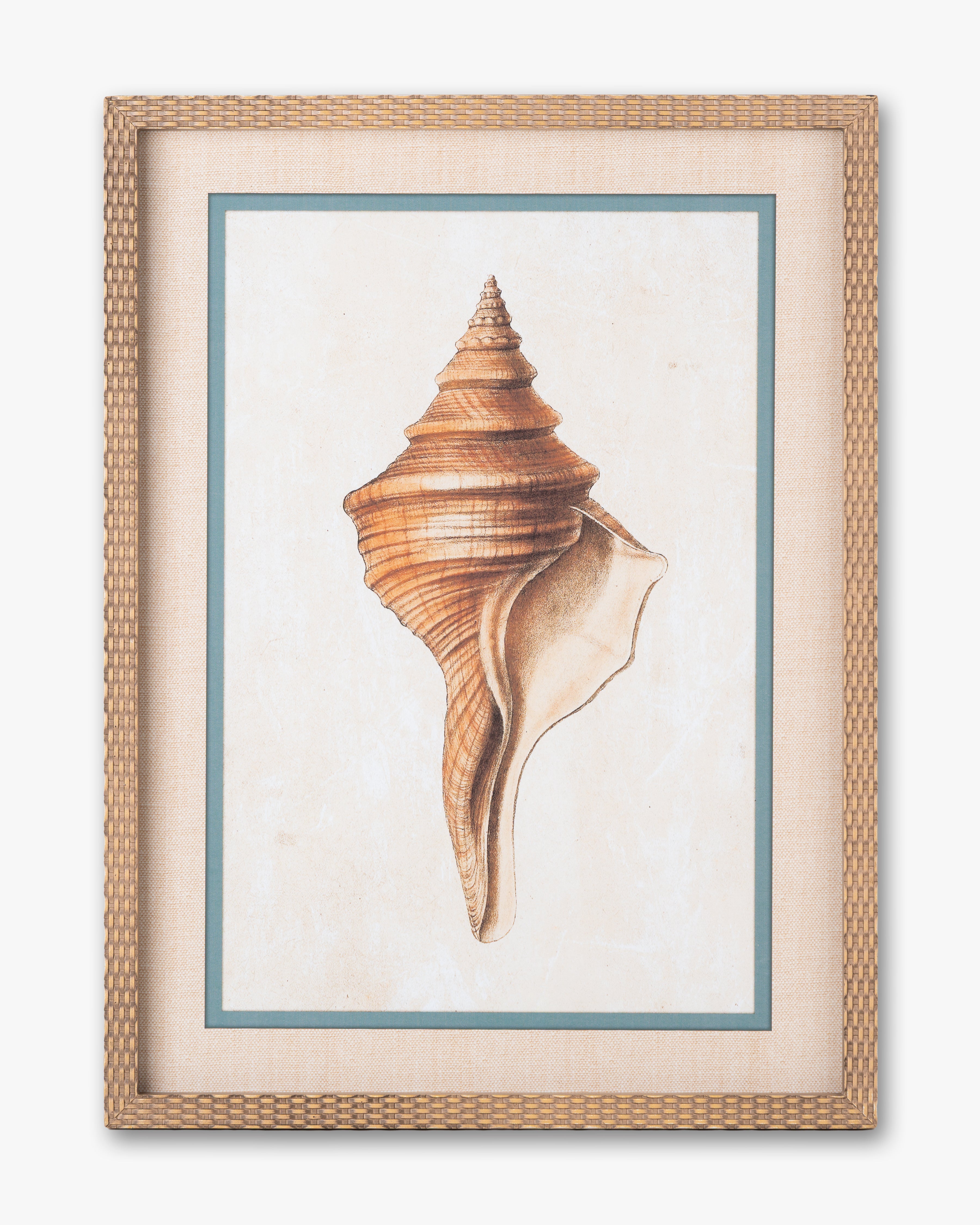 Coastal Seashell Framed Wall Art B