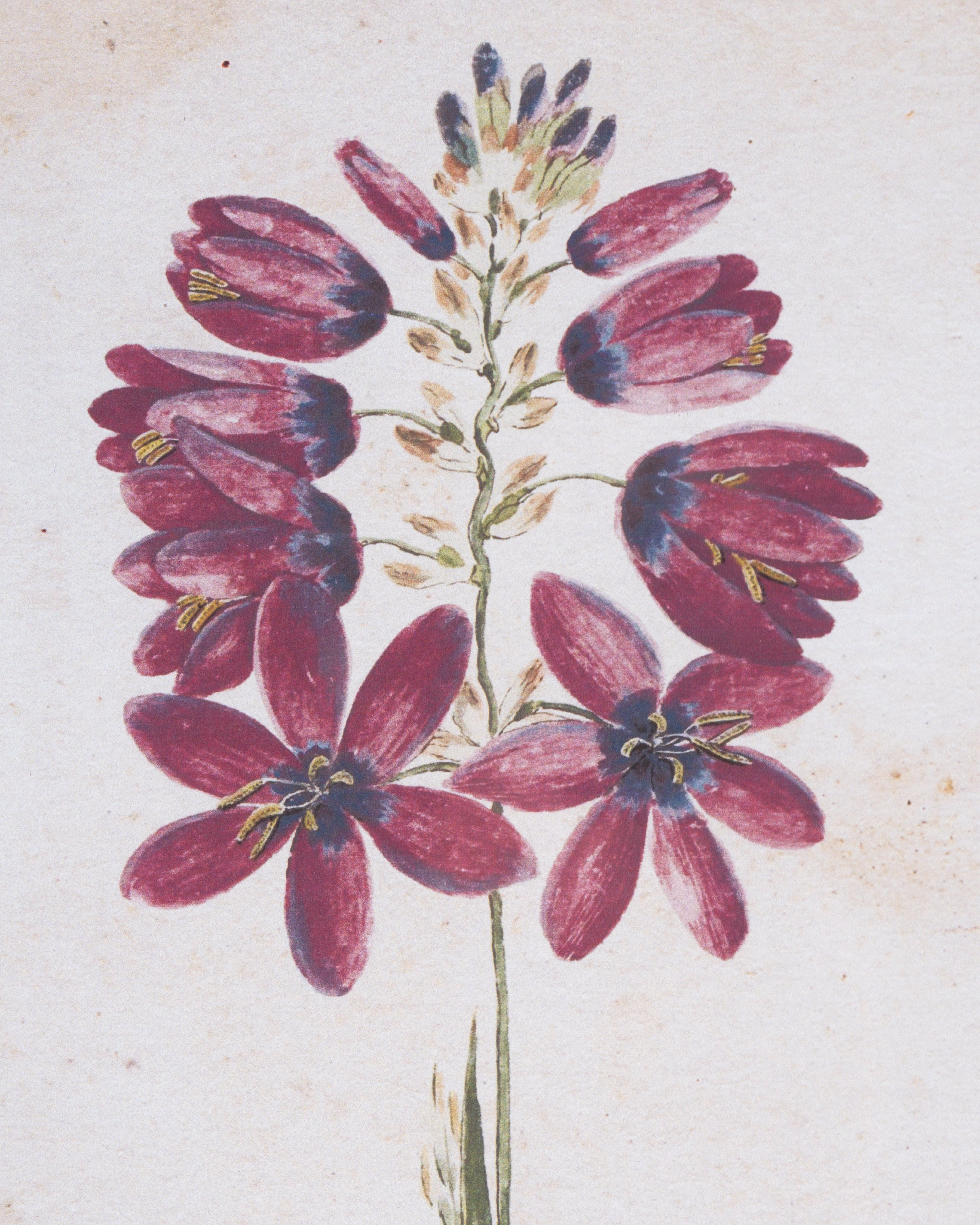 Botanical Bloom Framed Wall Art A