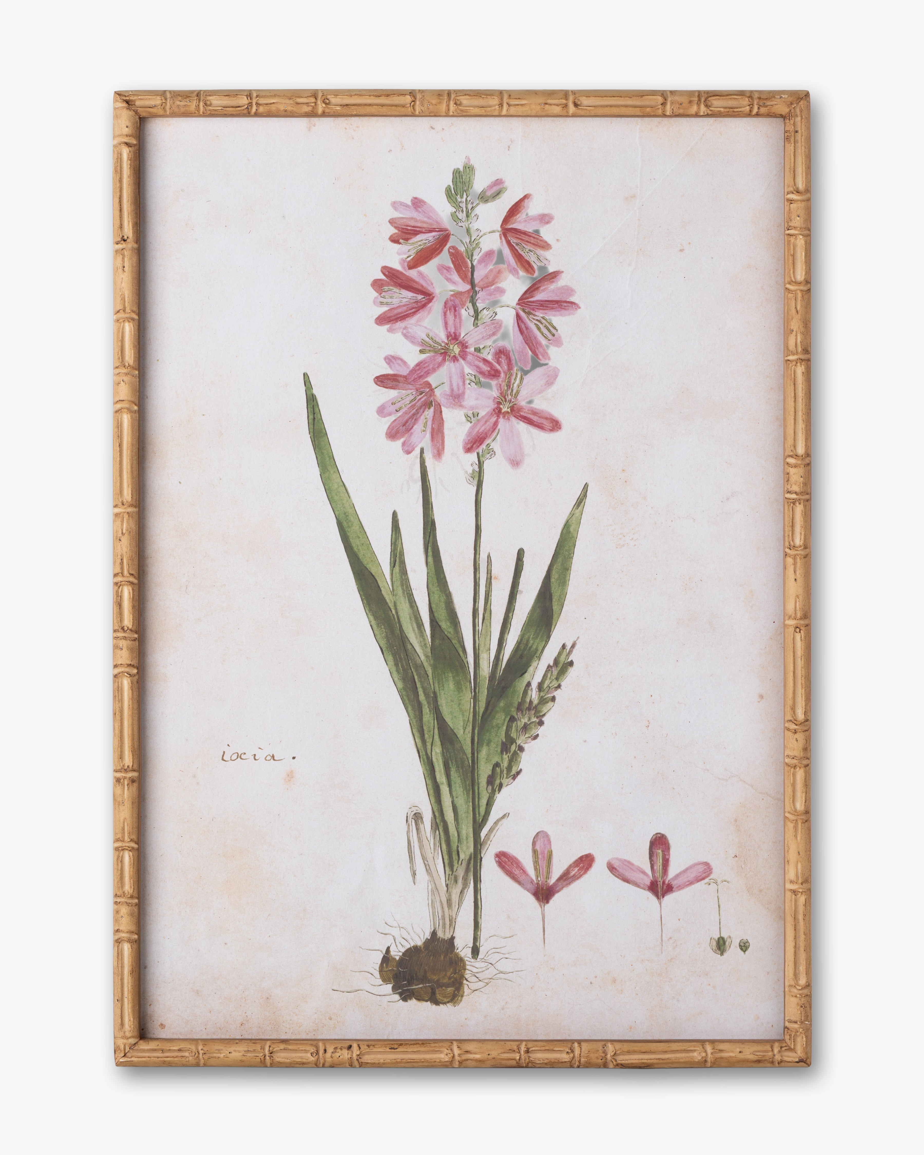 Botanical Bloom Framed Wall Art C