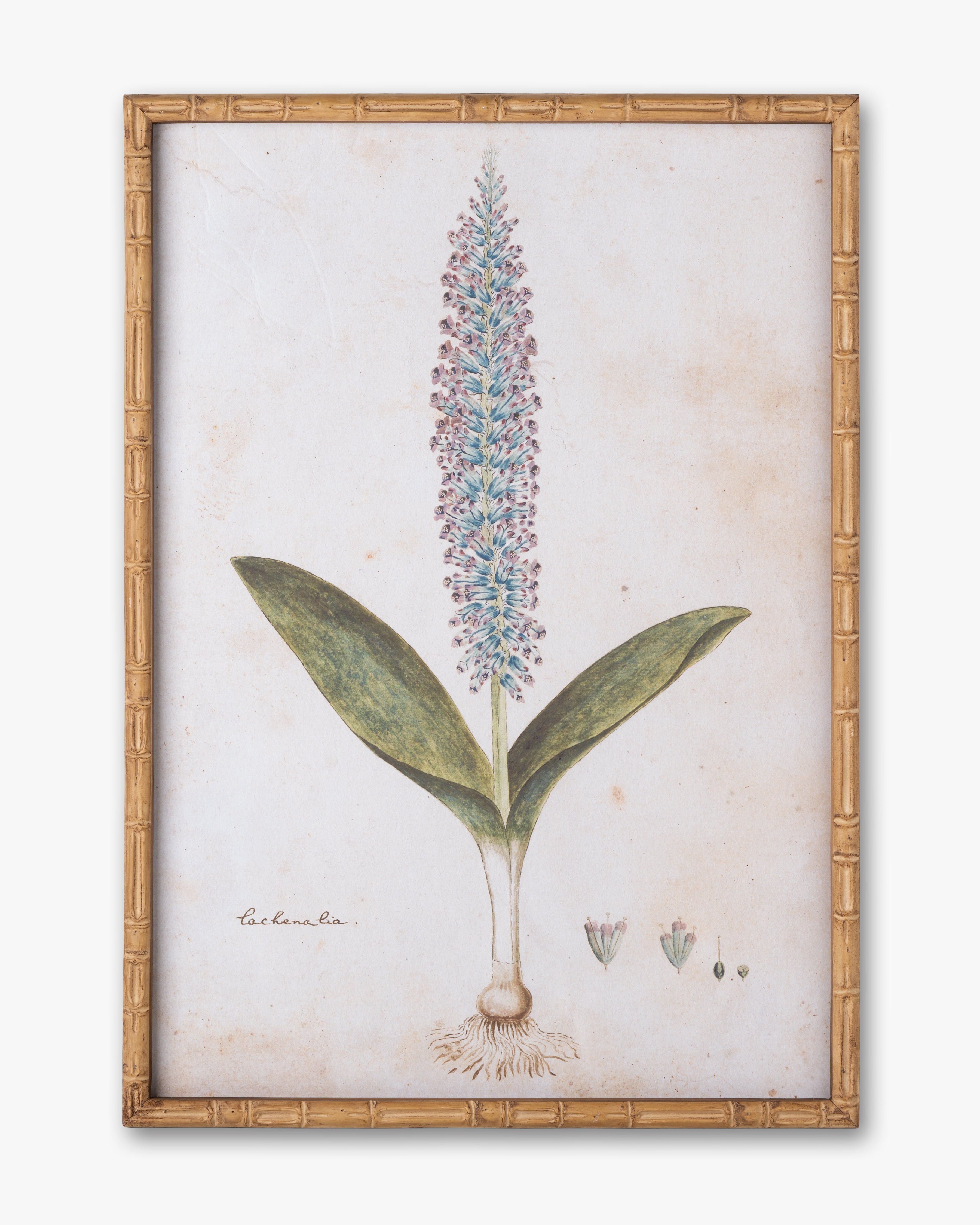 Botanical Bloom Framed Wall Art D