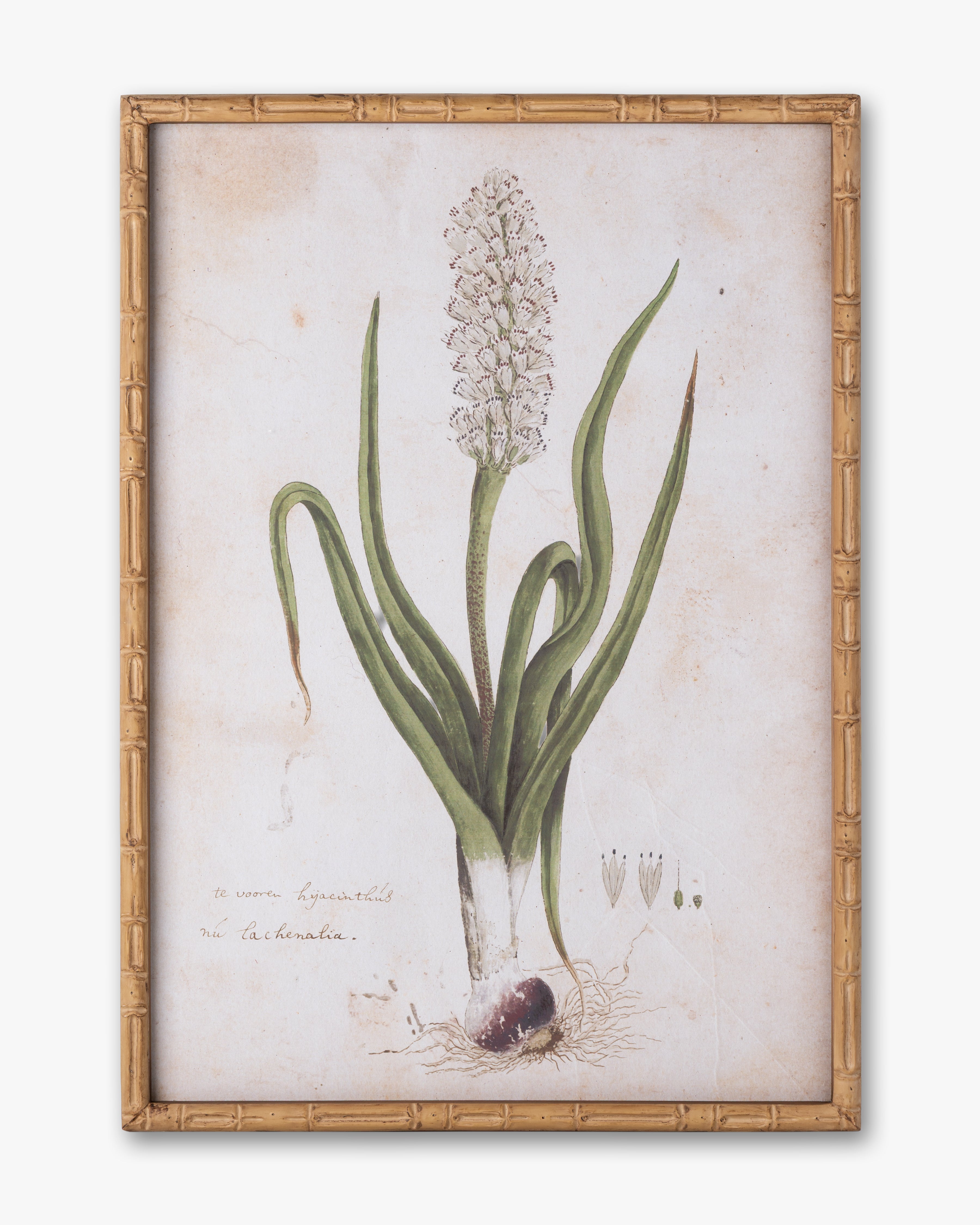 Botanical Bloom Framed Wall Art E