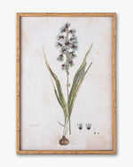 Botanical Bloom Framed Wall Art F