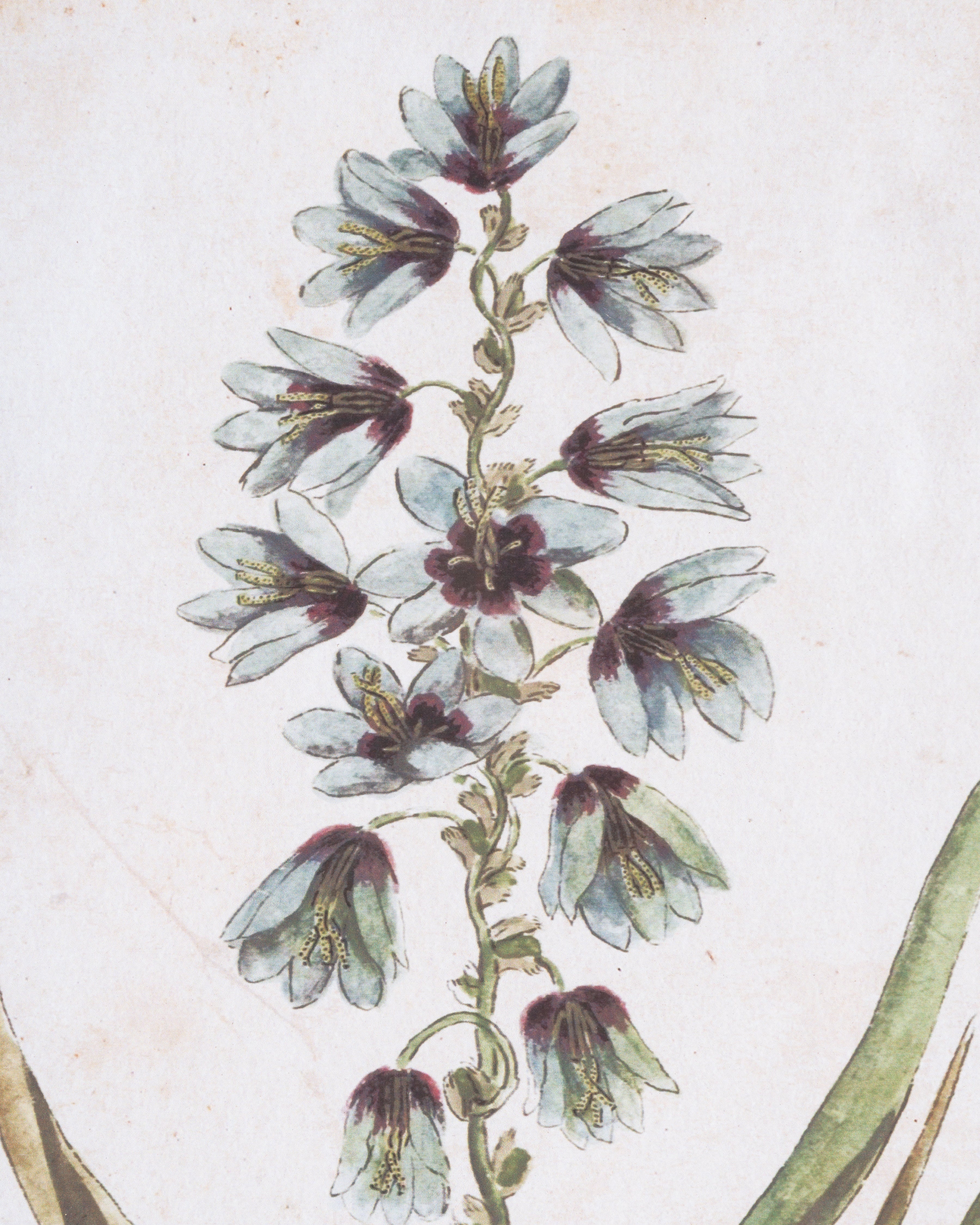 Botanical Bloom Framed Wall Art F