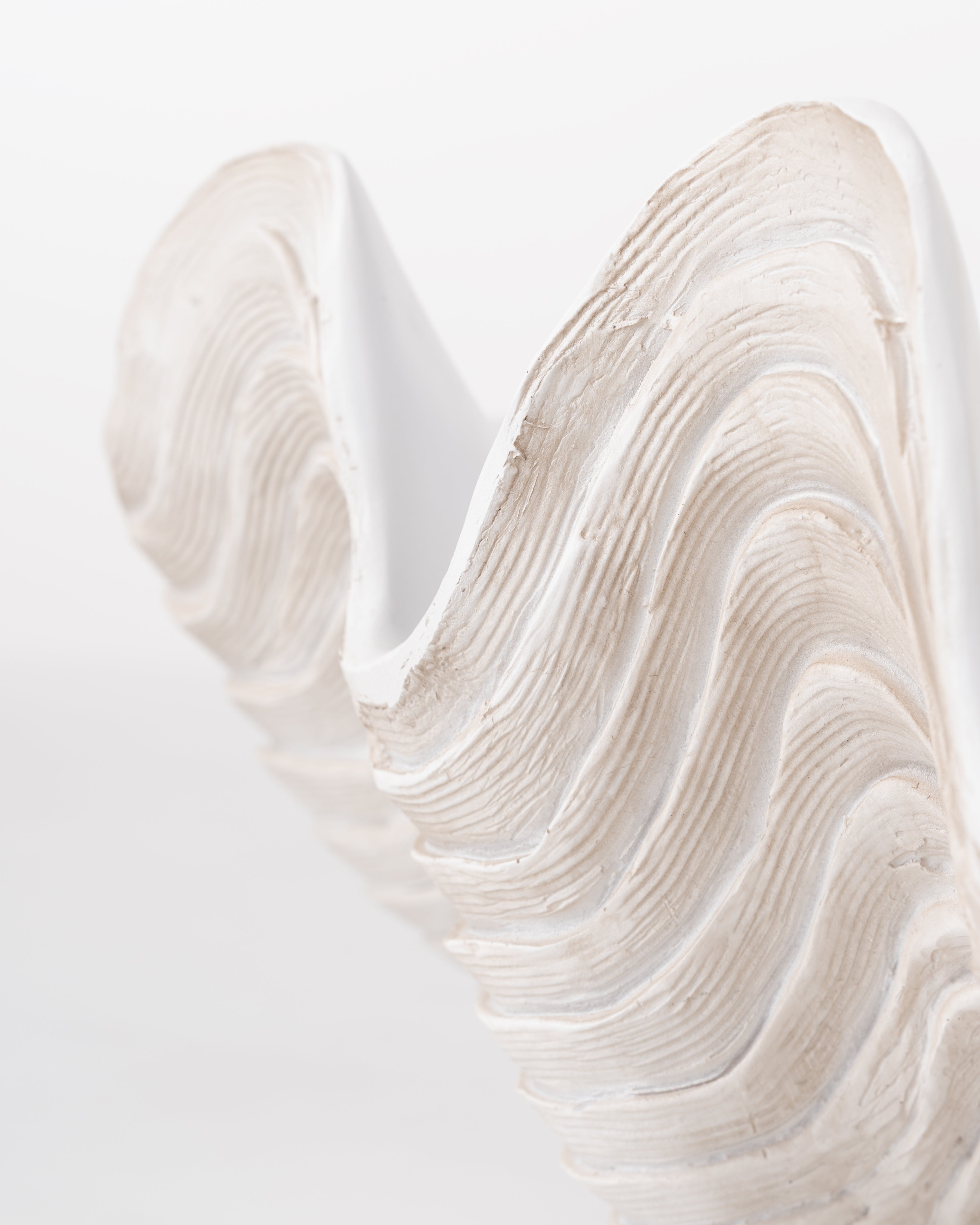 Clam coral Shell