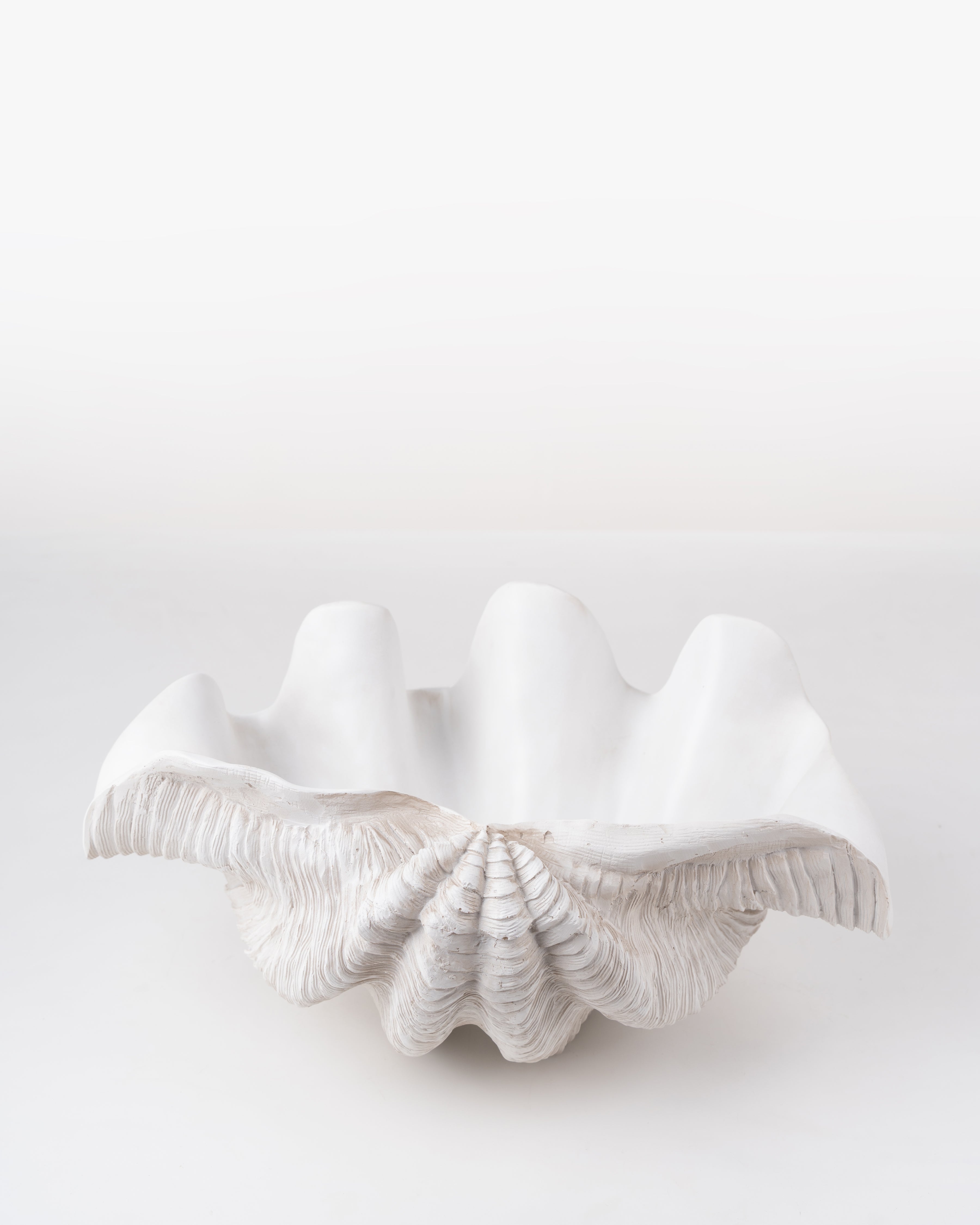 Clam coral Shell
