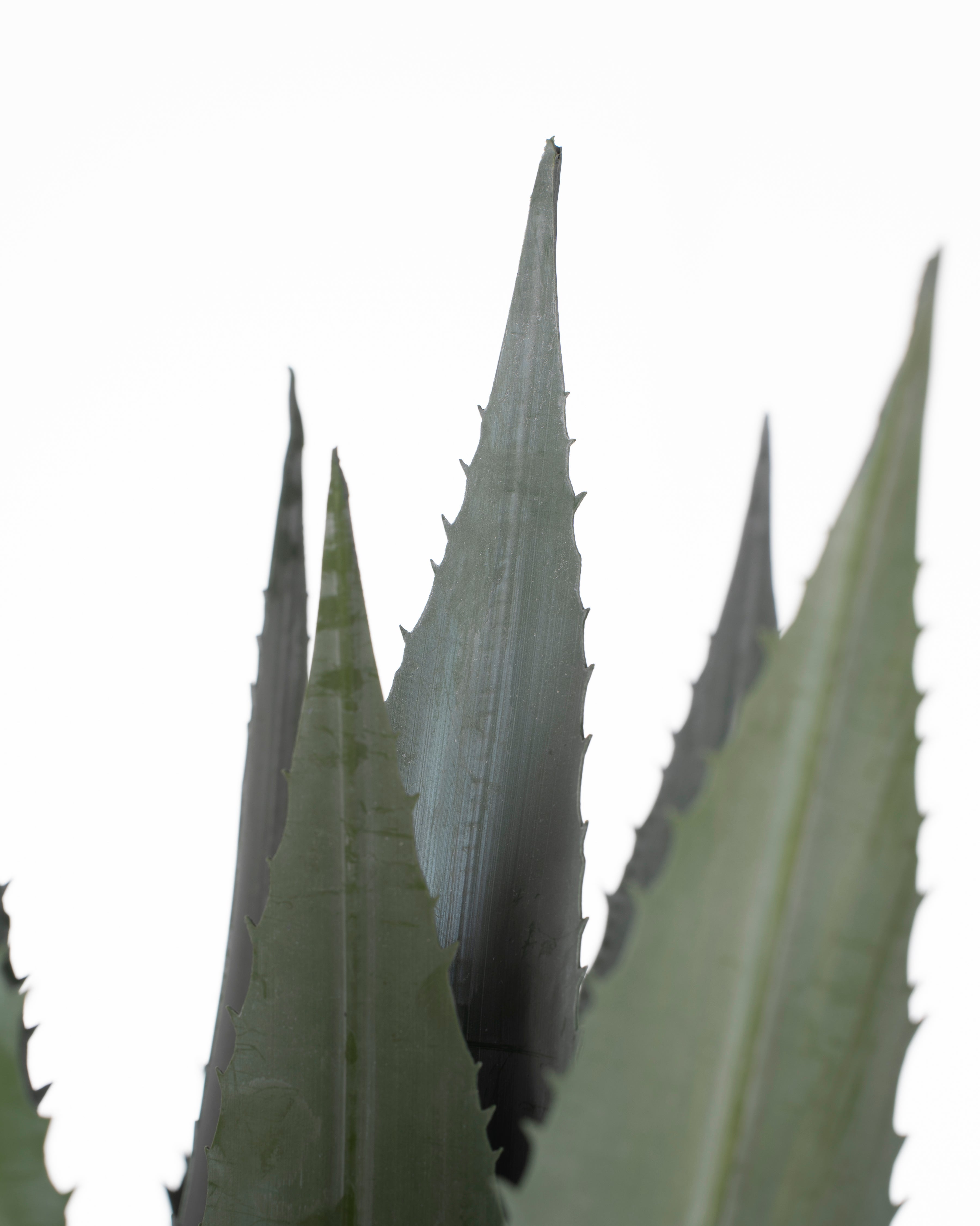 Faux Agave Plant | 87cm