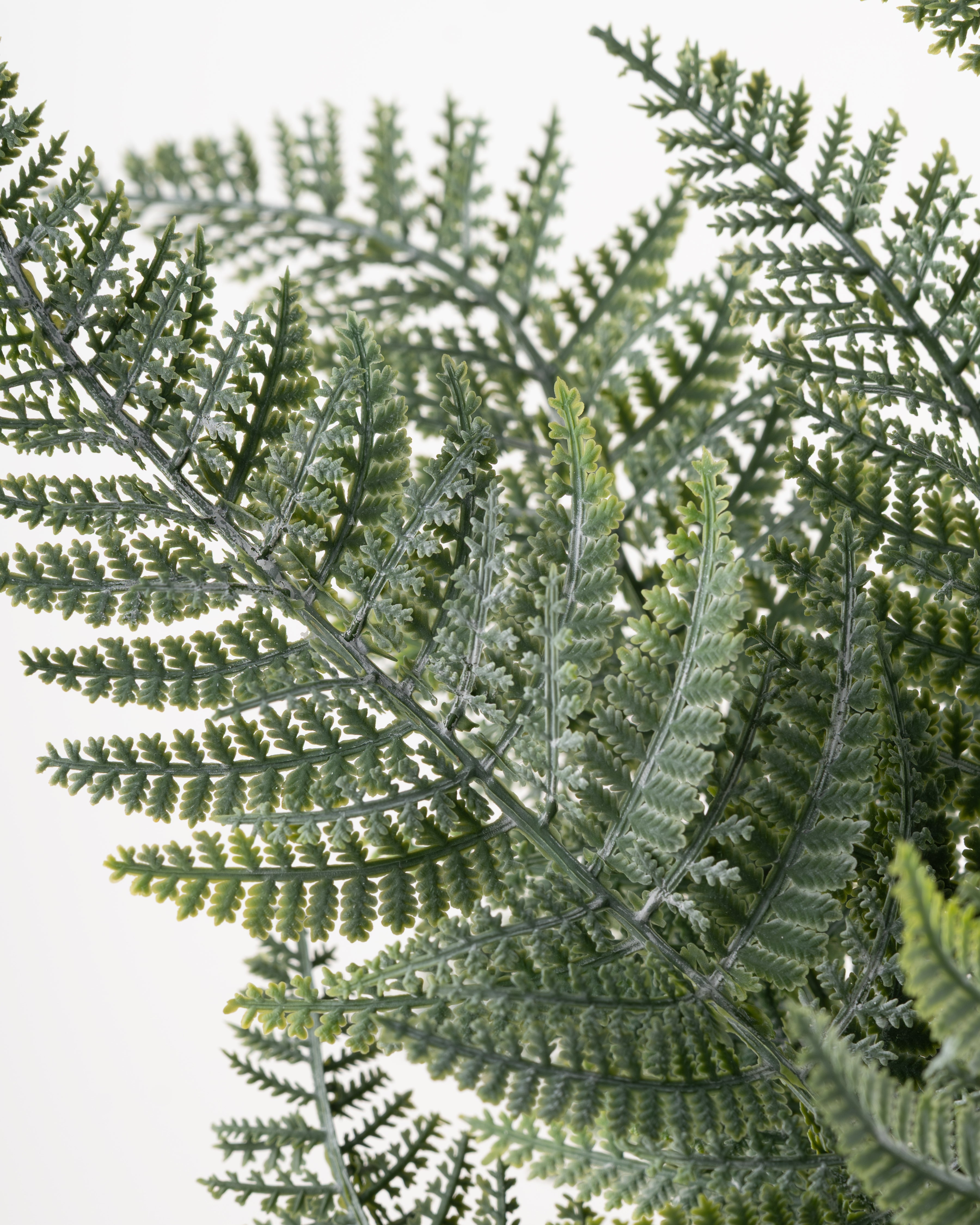 Forest Fern in Pot