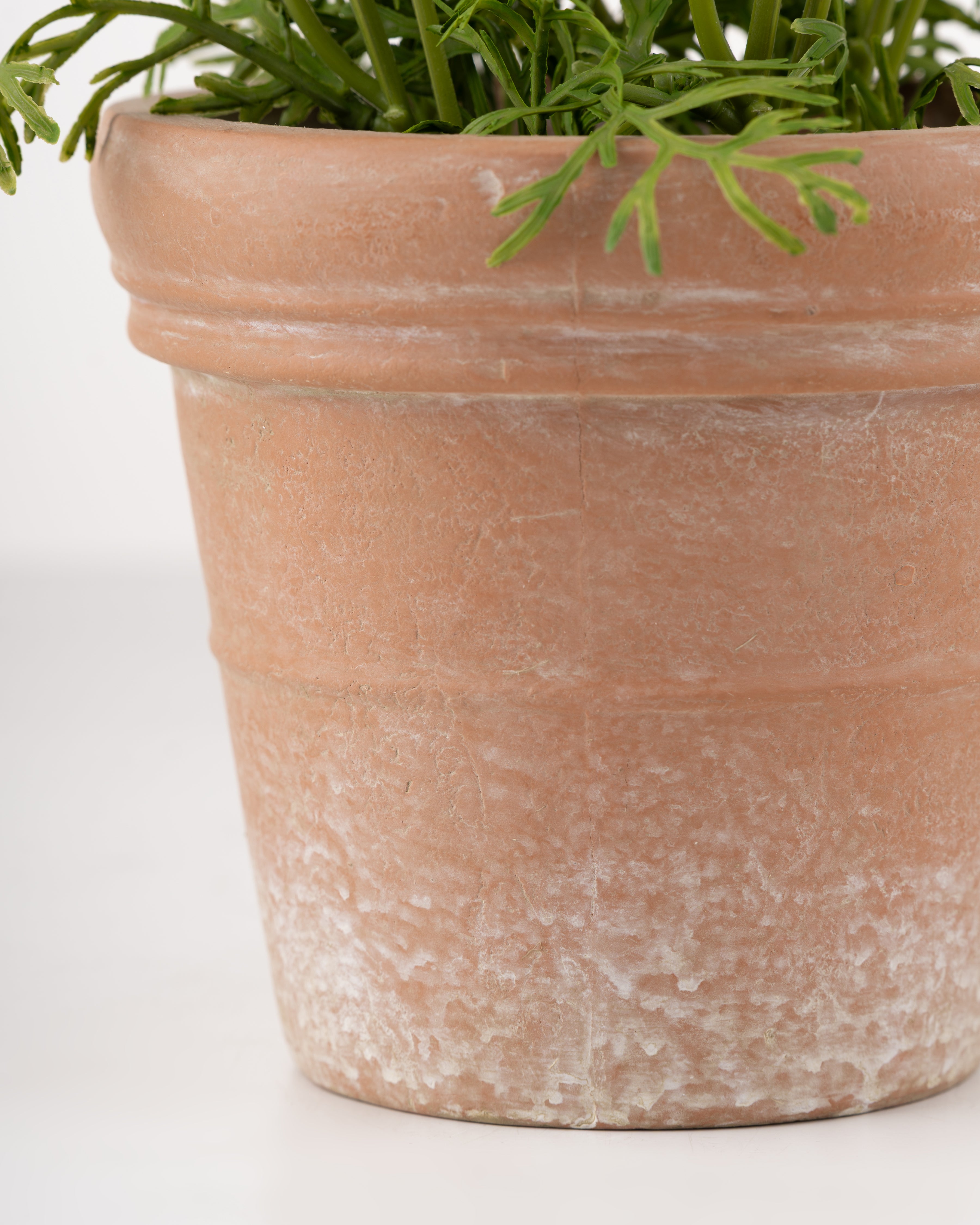 White Cosmos in Terracotta Pot