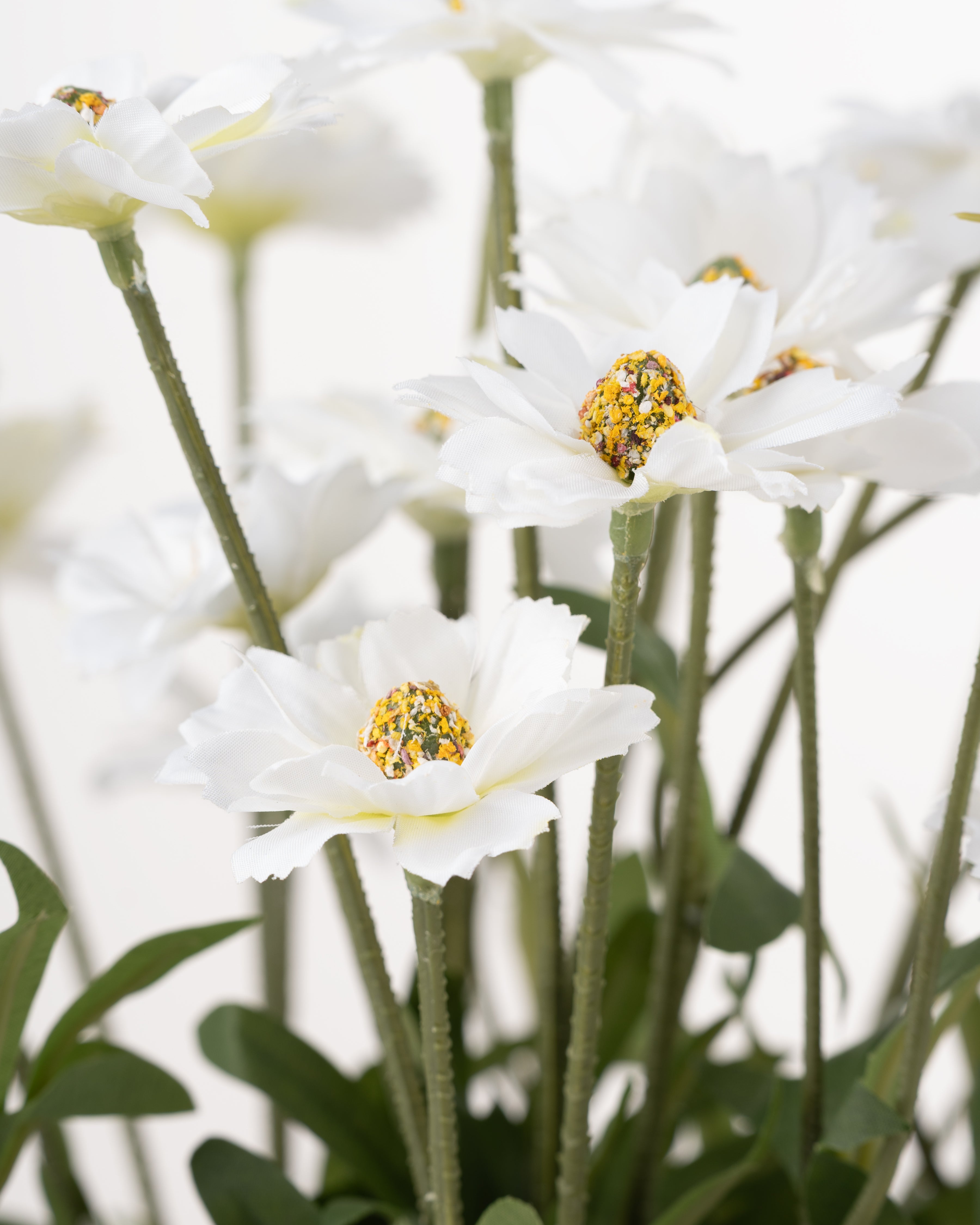 Daisies in Cement Pot