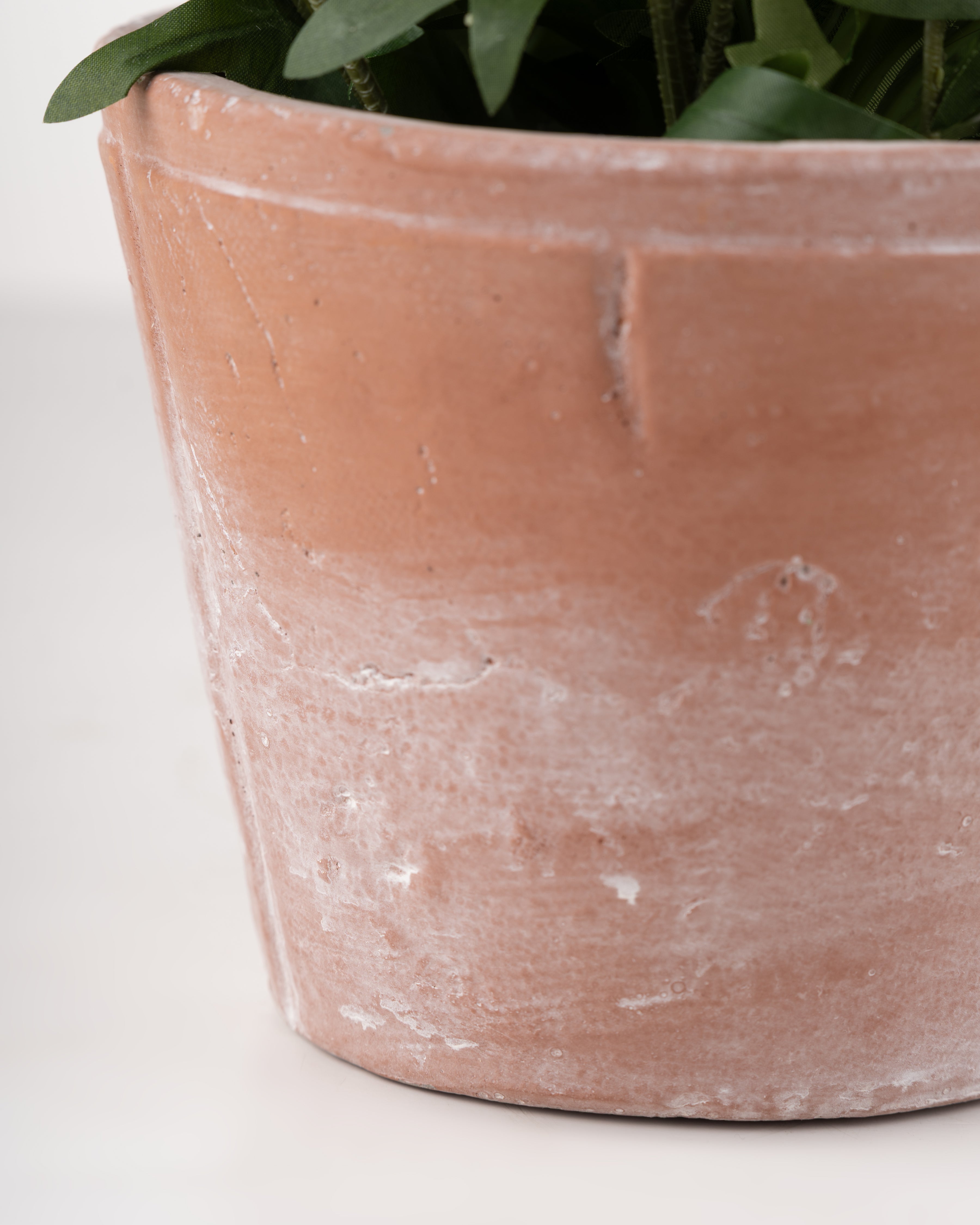 Daisies in Cement Pot