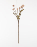 Meadow Thistle Spray | Natural