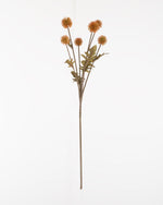 Meadow Thistle Spray | Gold