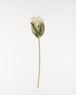 Cape Protea Spray | Cream