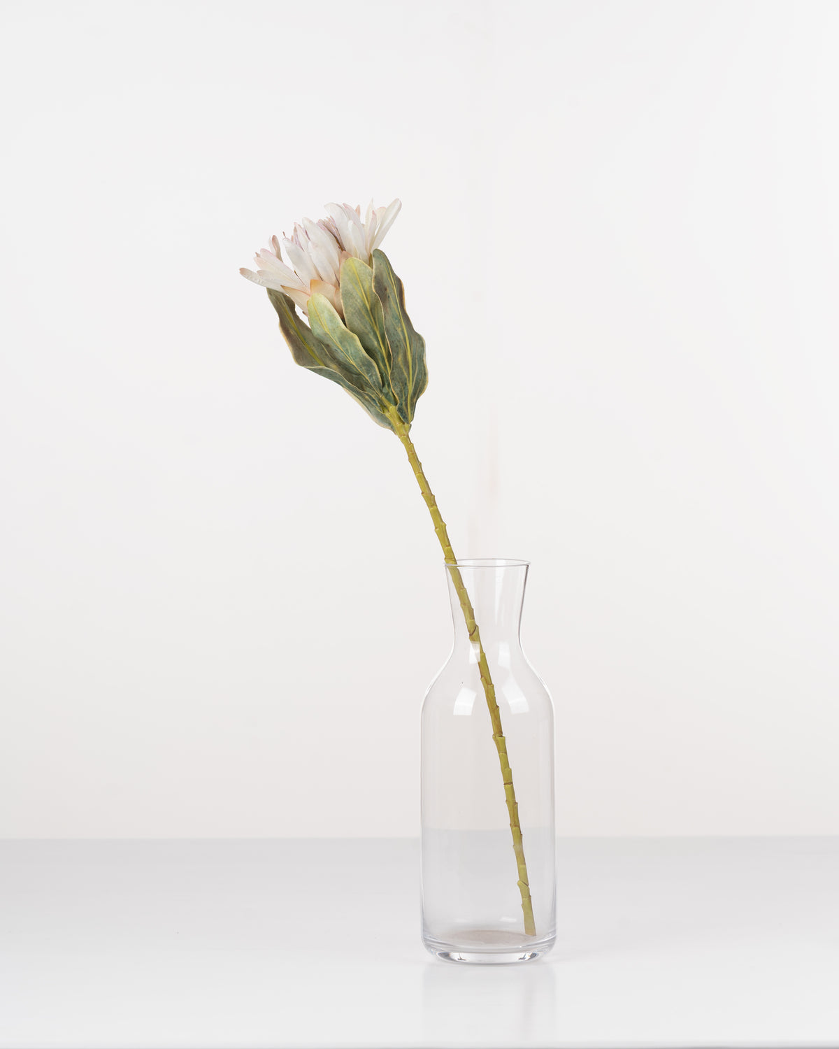 Cape Protea Spray | Cream