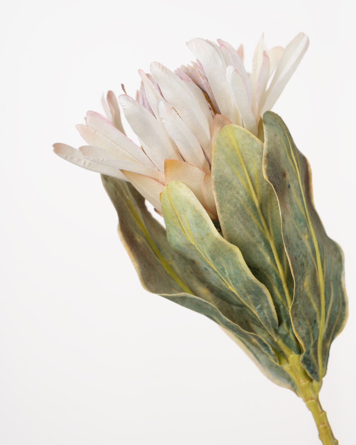 Cape Protea Spray | Cream
