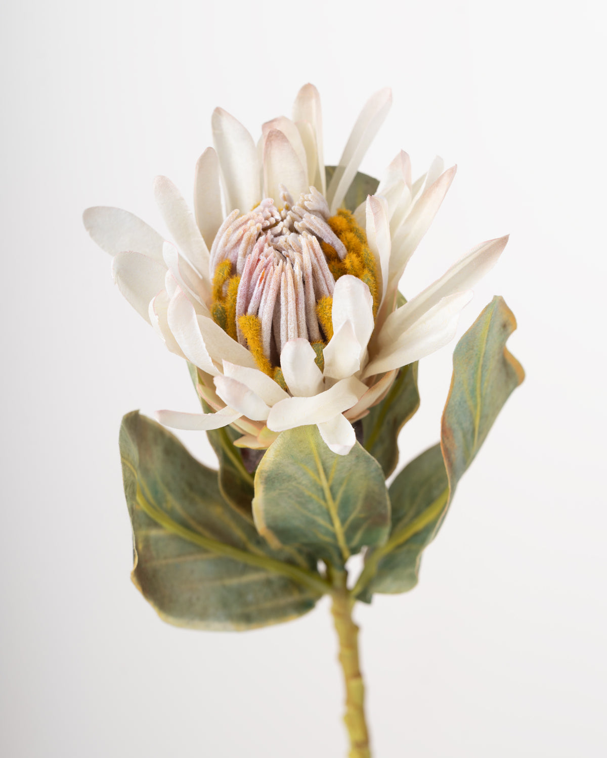 Cape Protea Spray | Cream